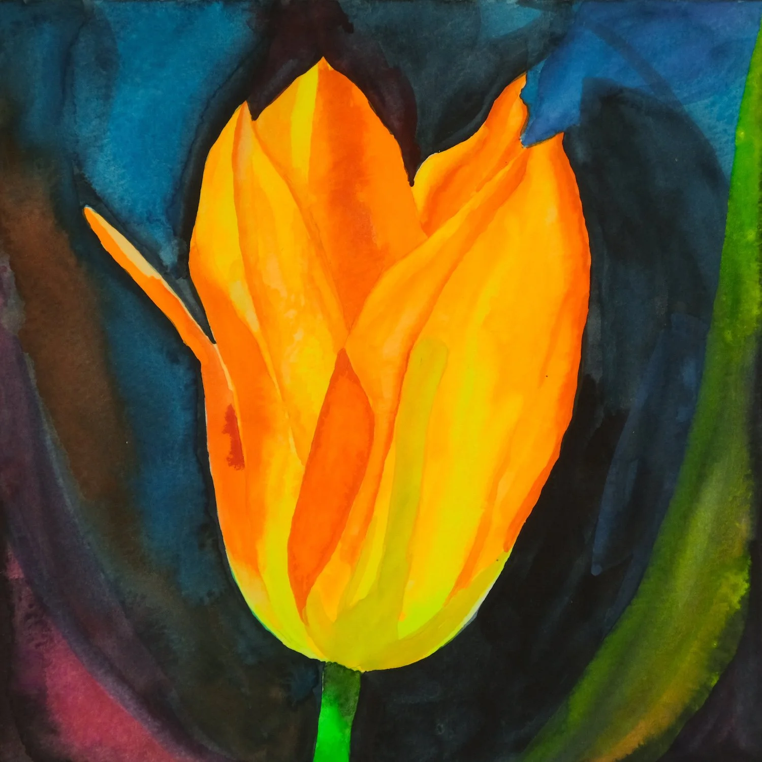 bright-orange-tulip-navy-background-watercolor-illustration-by-kelly-funabashi.jpg