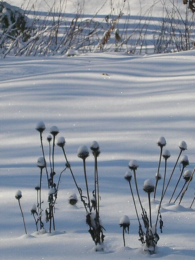 How to cope with winter depression: Thoughts from a Madison, WI depression counselor