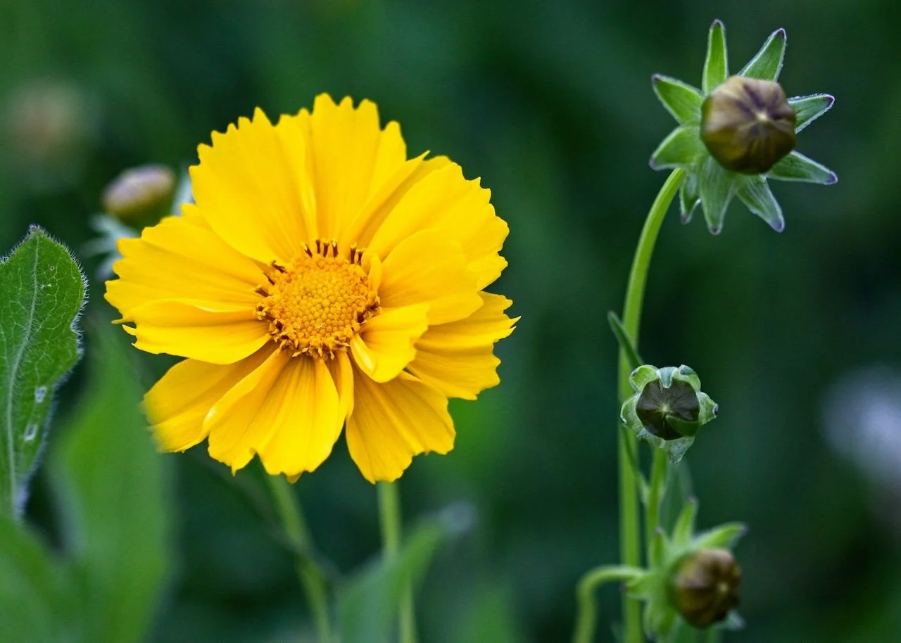 Yellow coreopsis flower near green leaves representing the lightness you want to feel instead of work burnout. Counseling for depression in Boston, MA can help get at where work burnout comes from. | 02481 | 02493 | 01890