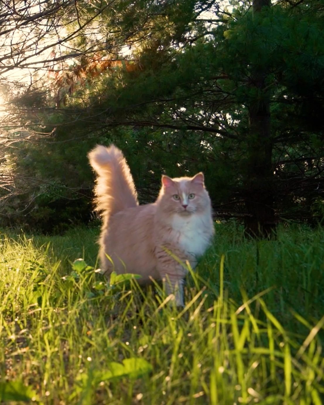 Screen Shot 2021-01-26 at 10.53.57 AM.jpg