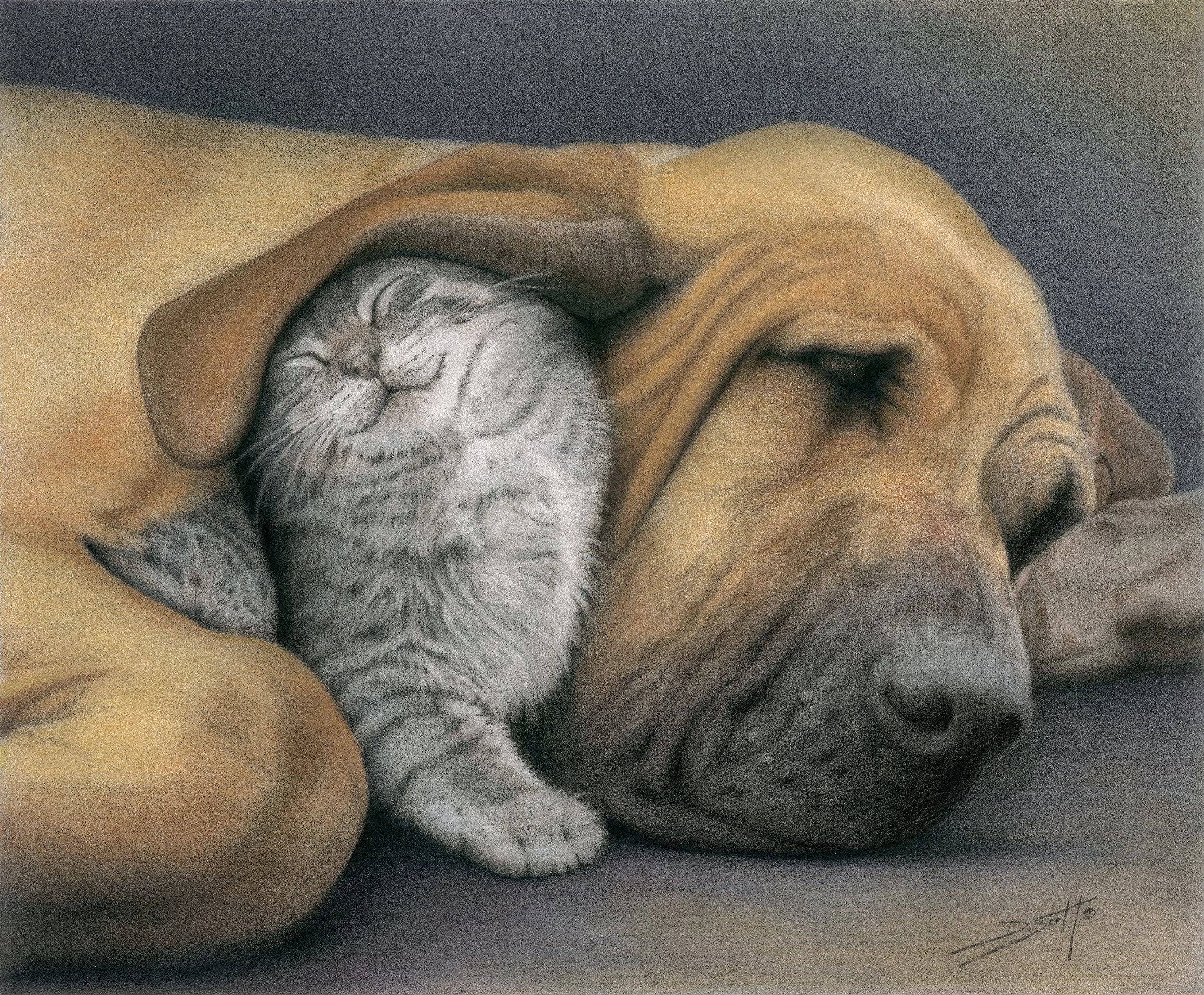 Dog and Kitten color 2.jpg