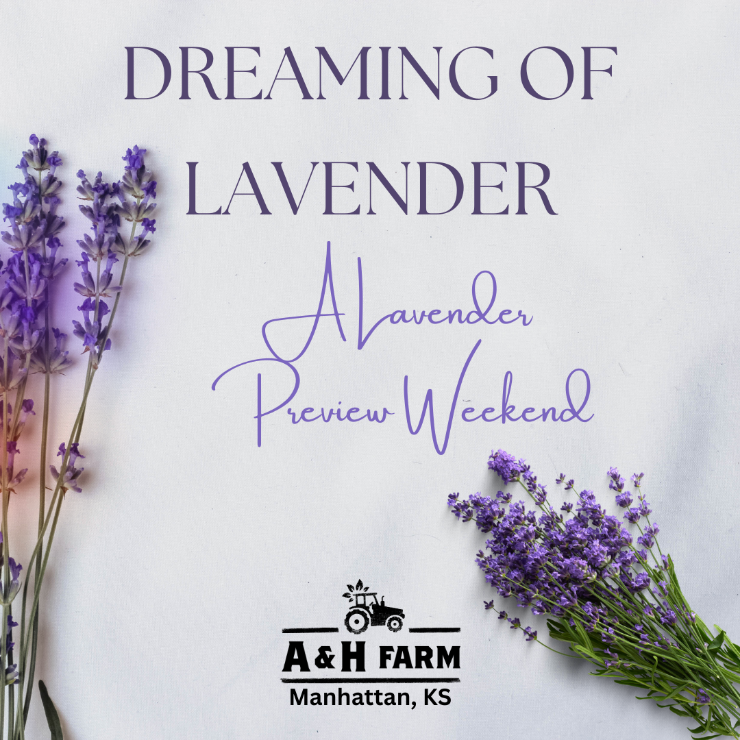 Dreaming of Lavender - 🌸💜 A Lavender Preview Event (Copy) (Copy)