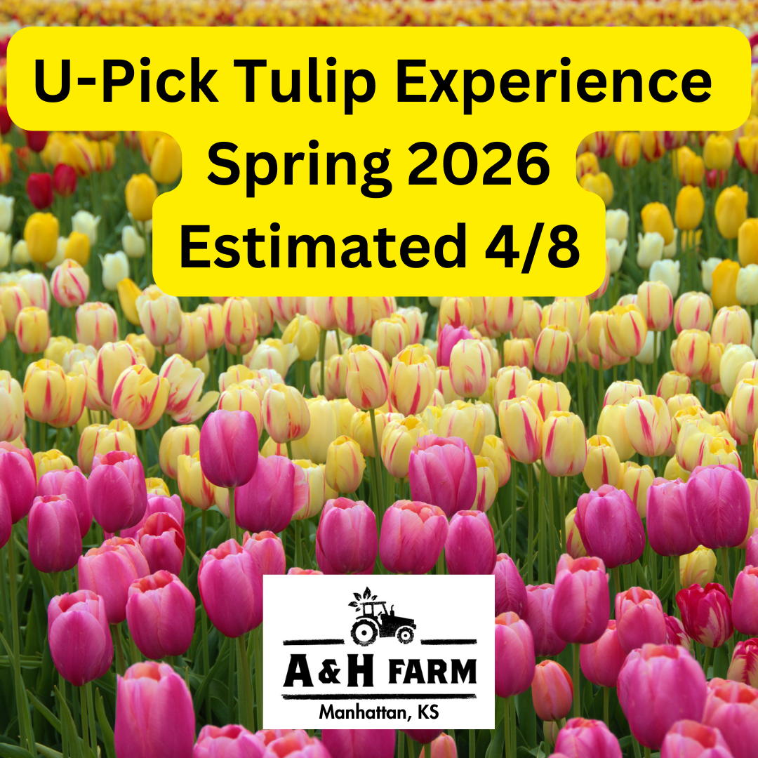 U-Pick Tulip Experience at A &amp; H Farm 🌷🌷🌷
