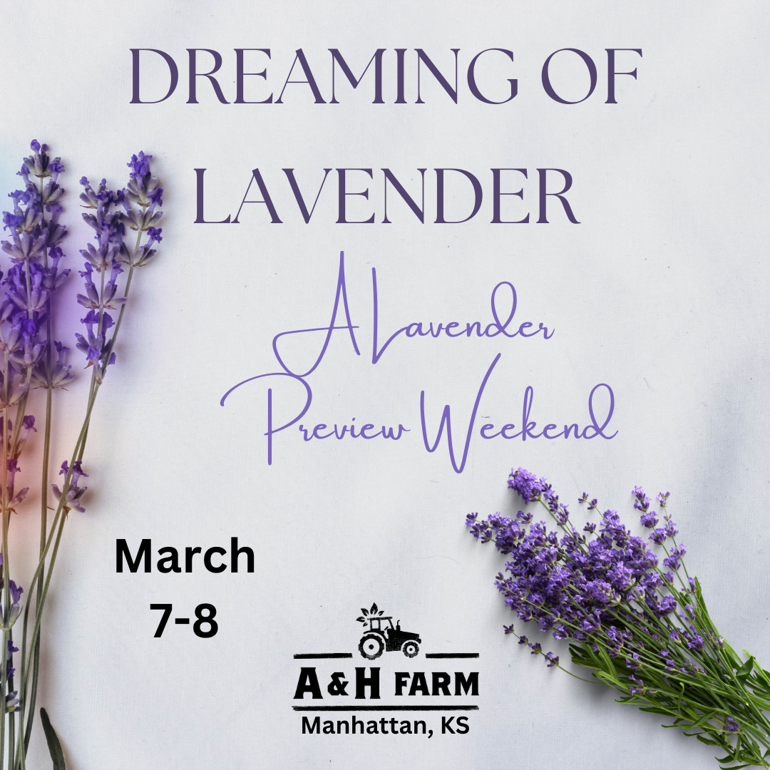 Dreaming of Lavender - 🌸💜 A Lavender Preview Event