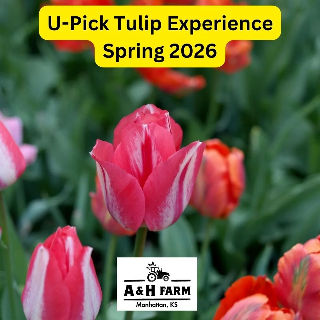 U-Pick Tulip Experience at A &amp; H Farm 🌷🌷🌷 