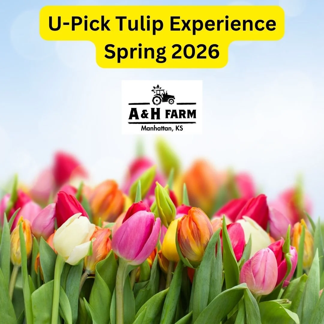 U-Pick Tulip Experience at A &amp; H Farm 🌷🌷🌷