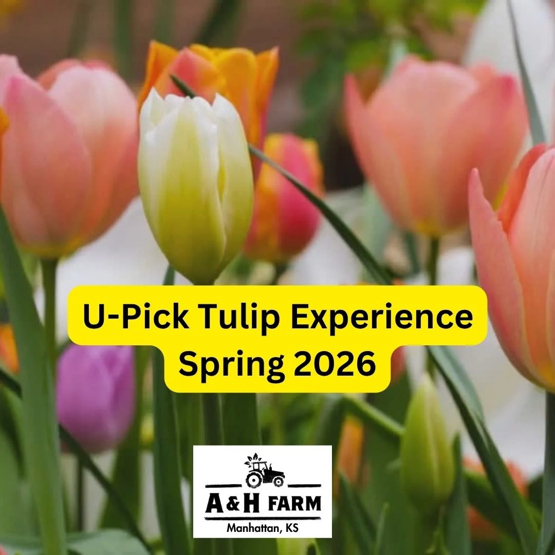 U-Pick Tulip Experience at A &amp; H Farm 🌷🌷🌷