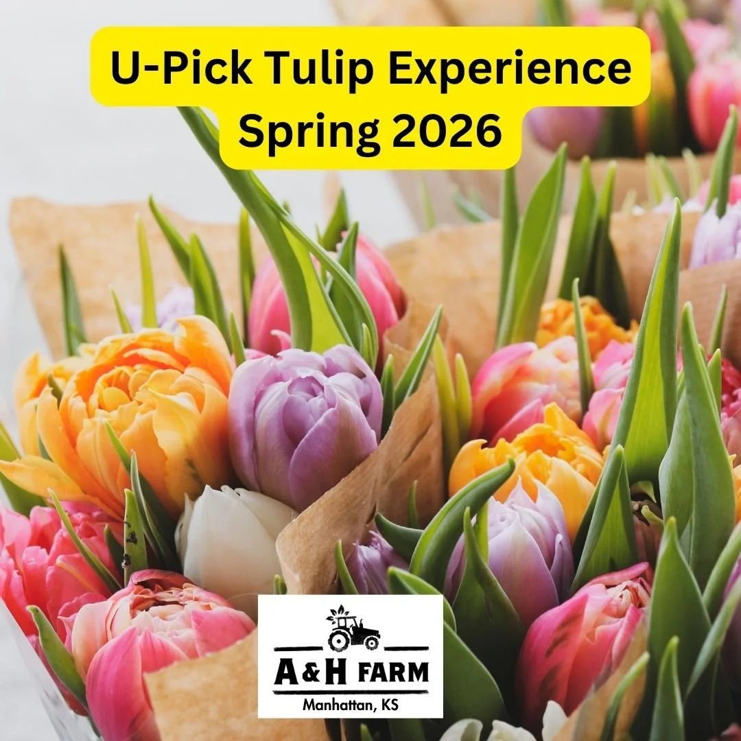 U-Pick Tulip Experience at A &amp; H Farm 🌷🌷🌷