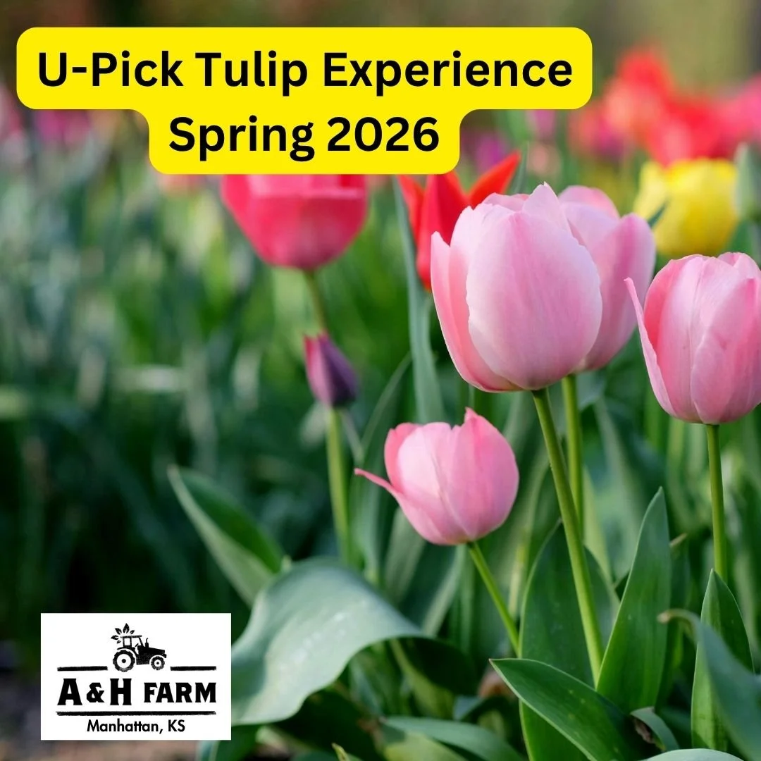 U-Pick Tulip Experience at A &amp; H Farm 🌷🌷🌷
