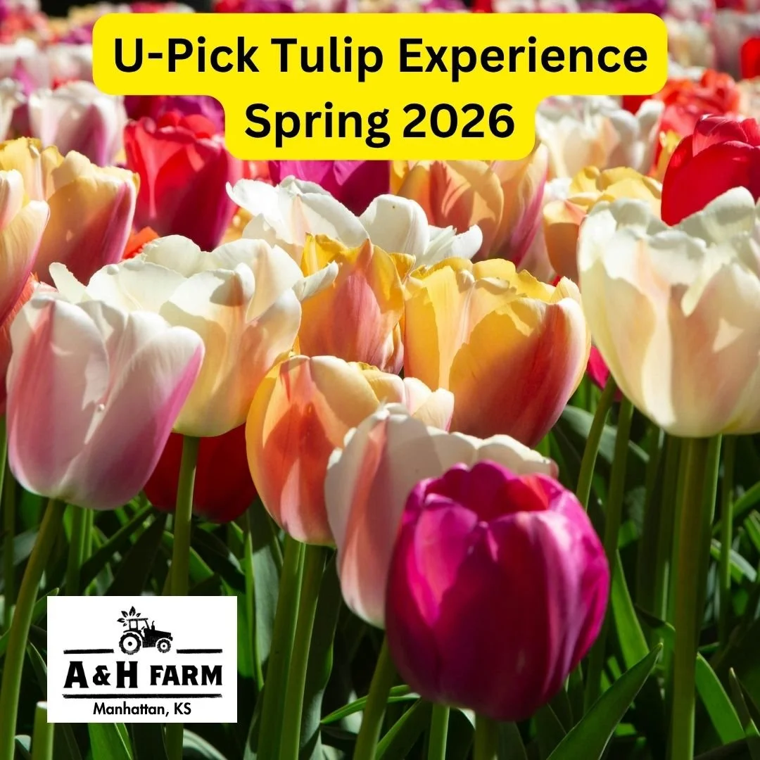U-Pick Tulip Experience at A &amp; H Farm 🌷🌷🌷