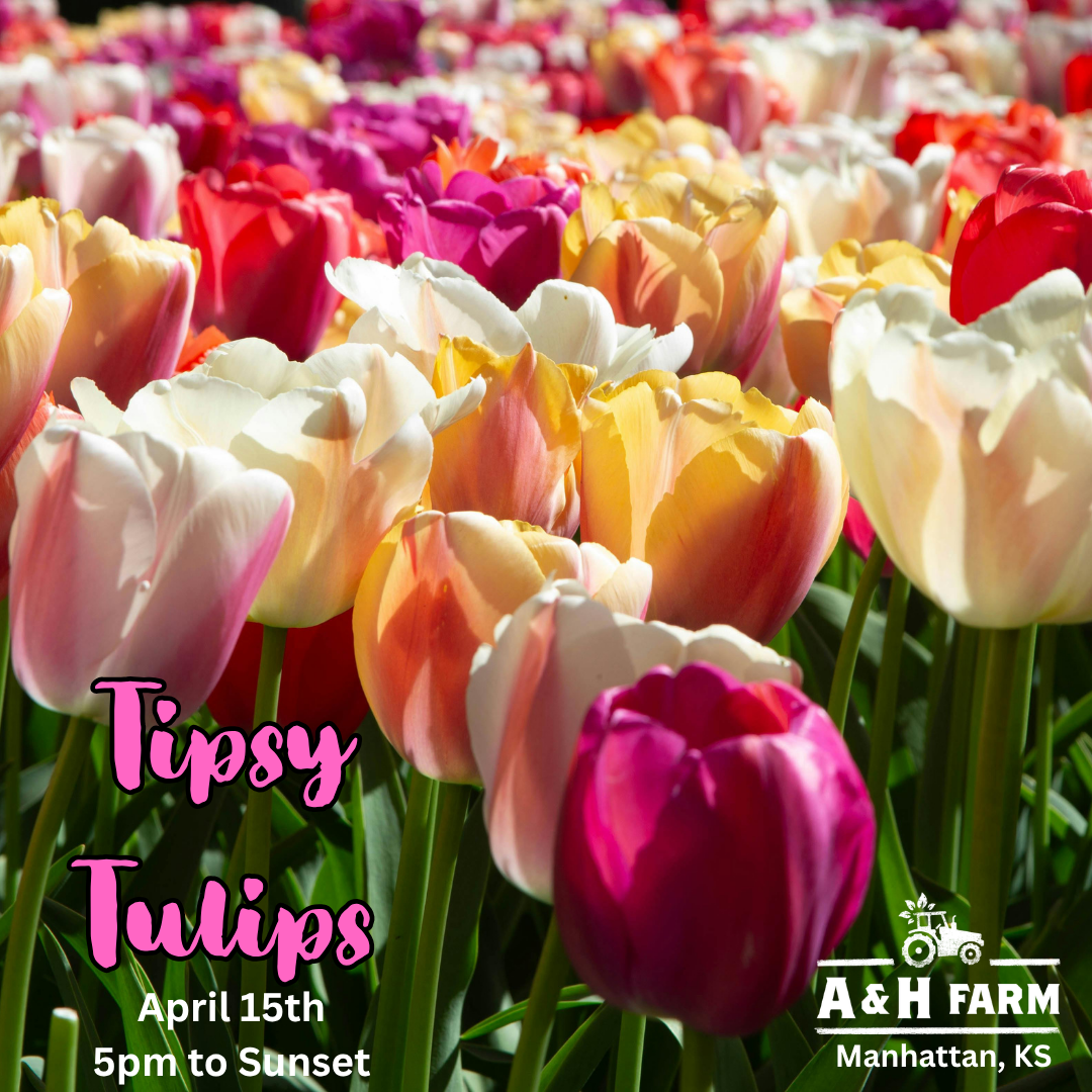 Tipsy Tulips