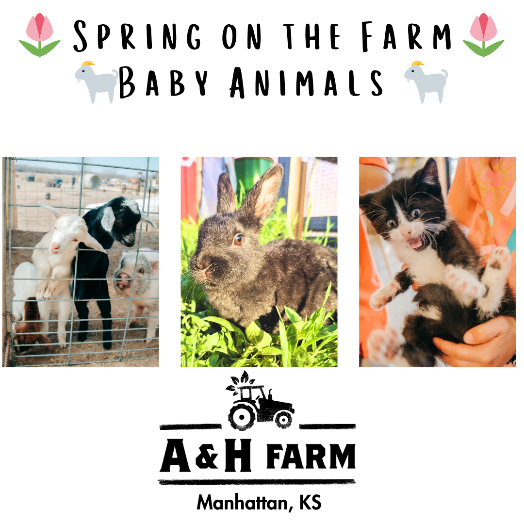 Spring on the Farm: 🌷 Baby Animals 🐐