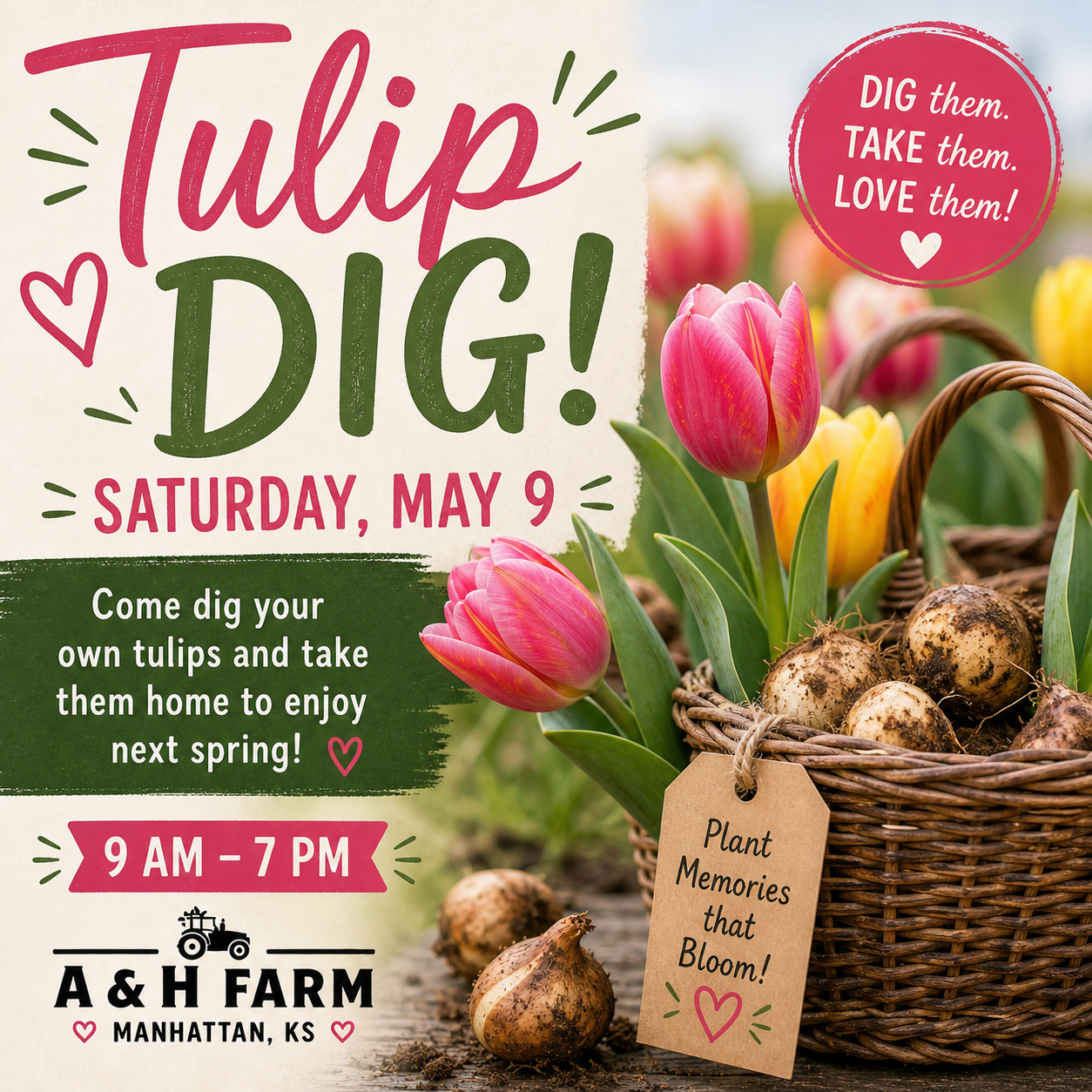 🌷 Tulip Dig at A &amp; H Farm! 🌷