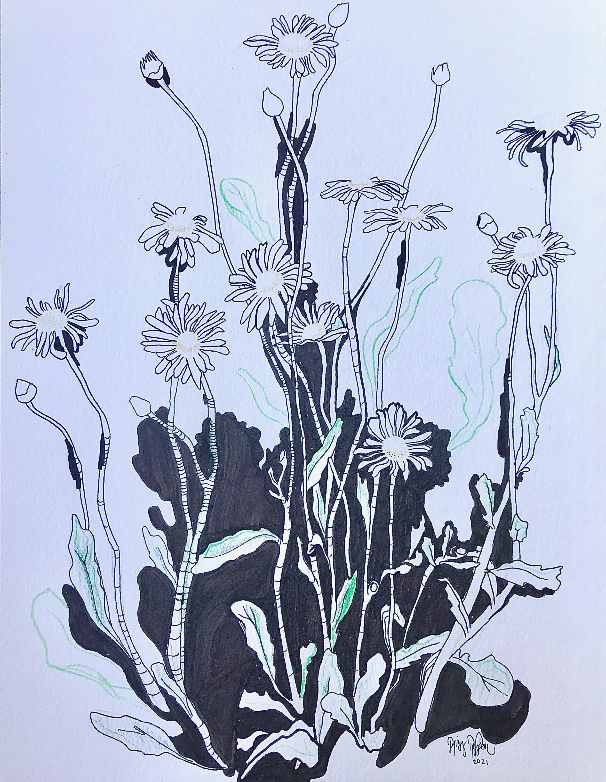 Daisies2021 ink drawing by artist Daisy Ralston of daisies