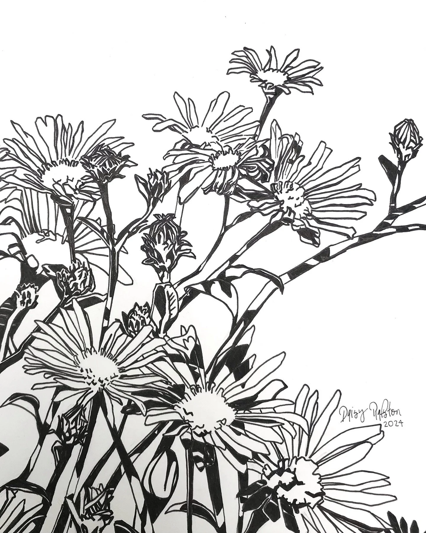 Asters for September
Ink drawing of aster flowers to celebrate my little September born 2 year old buddy. Black and white, playful shadows overlay petals as the flower heads bounce with the wind and the pollinators 🐝 
#penandink #asters #september