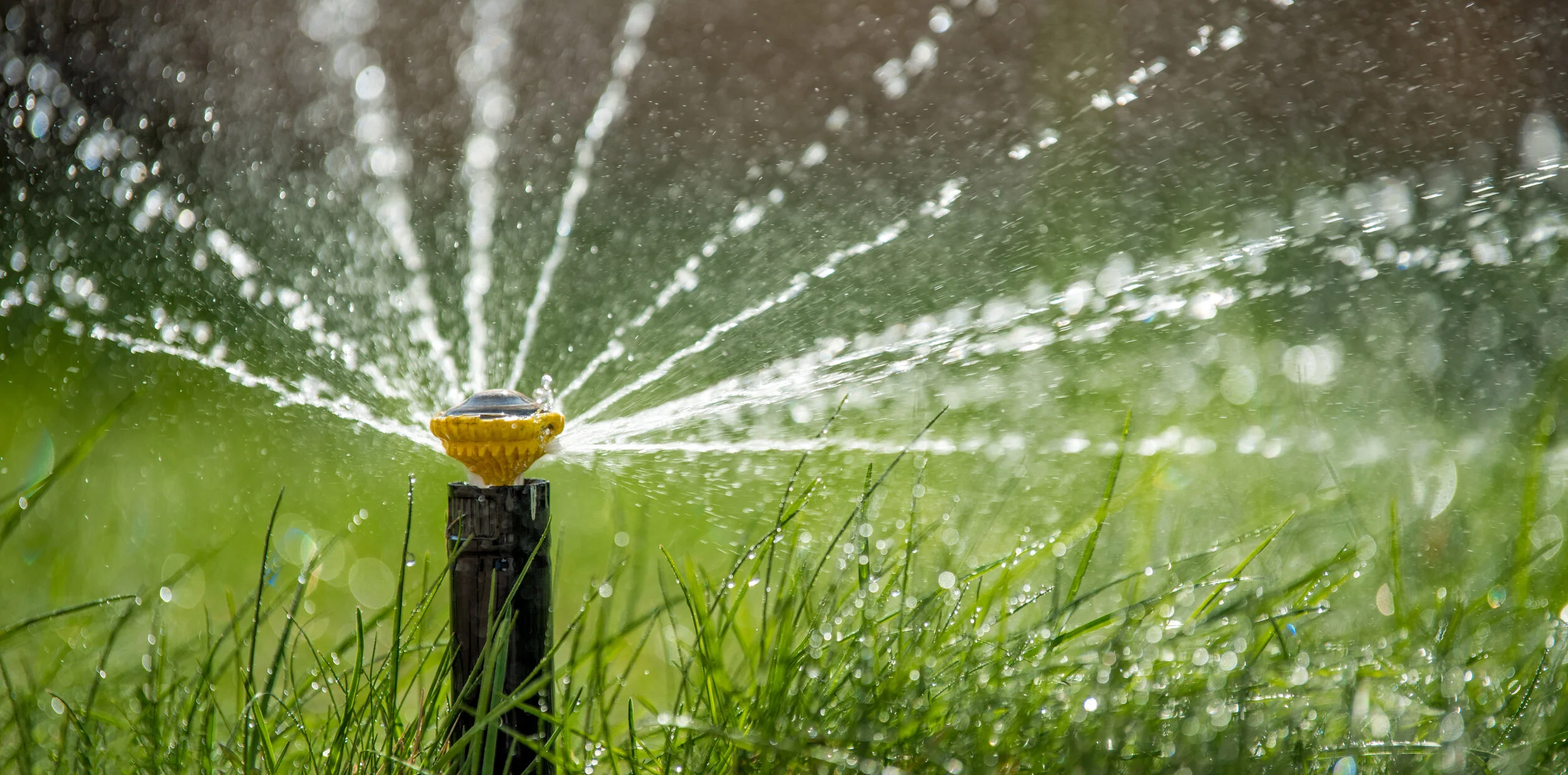 sprinkler-in-action-watering-grass-PVJ2DMF.jpg