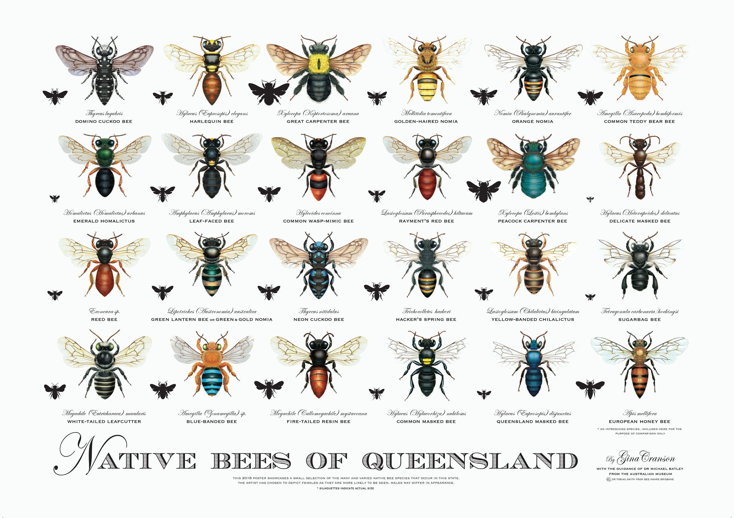 original_native_bees_qld_poster_2019_ed.jpg