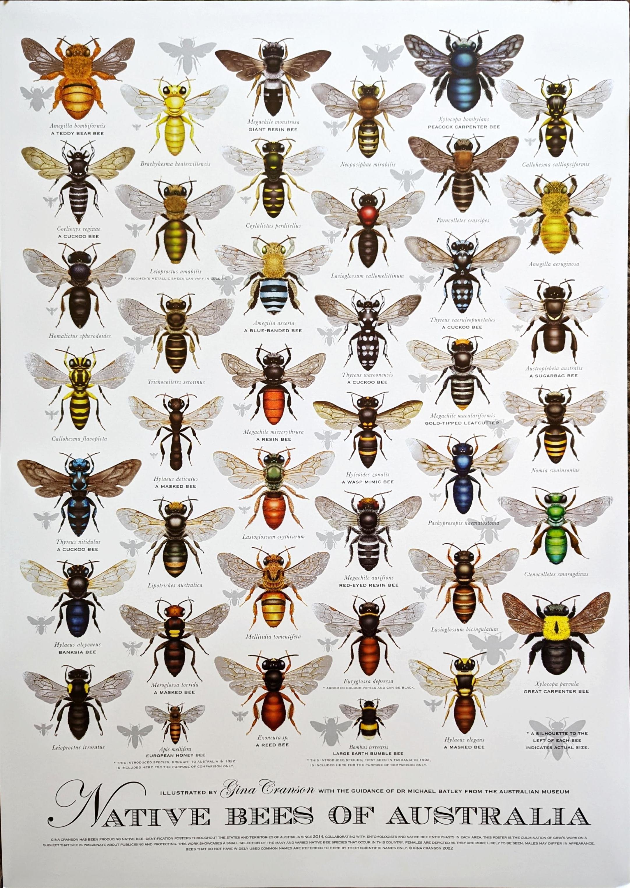 Poster Aus Bees.jpg