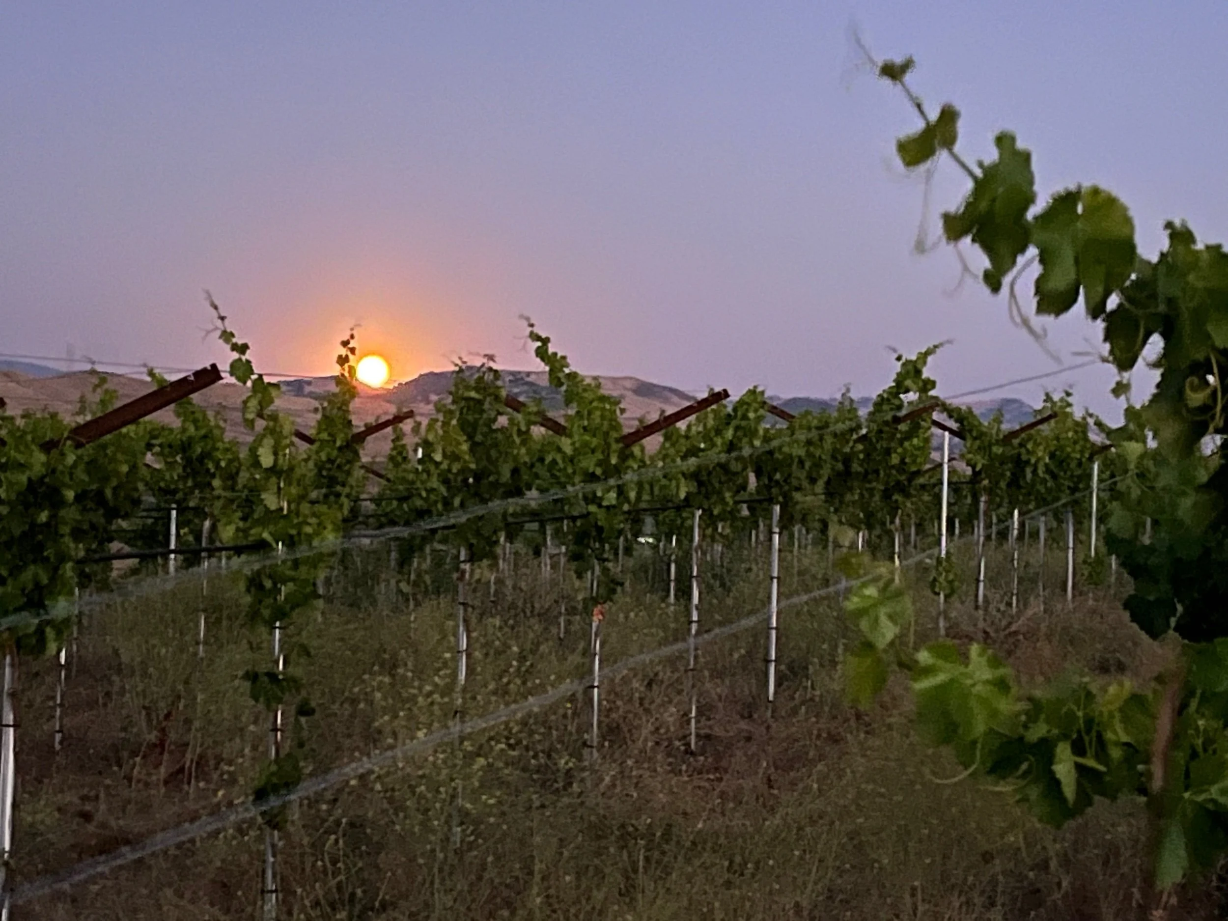 Harvest Moon Dinner & Guided Vineyard Walk - Saturday, September 26, 2026