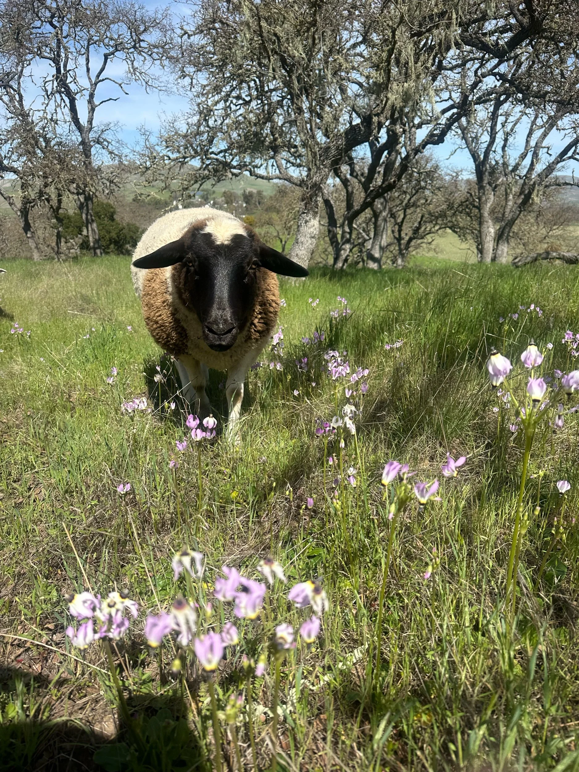 Spring Field Tour & Farm to Table Dinner - March 28, 2026