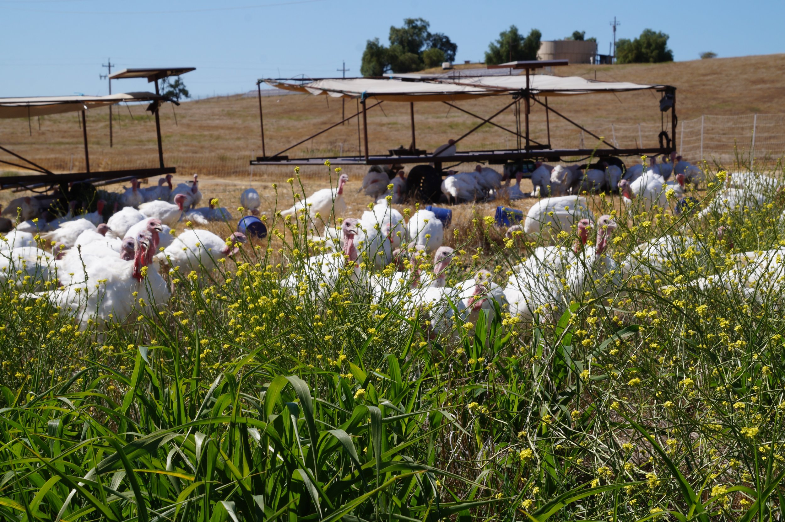Celebration of Summer & Farmer Appreciation Dinner, Saturday, August 15, 2026