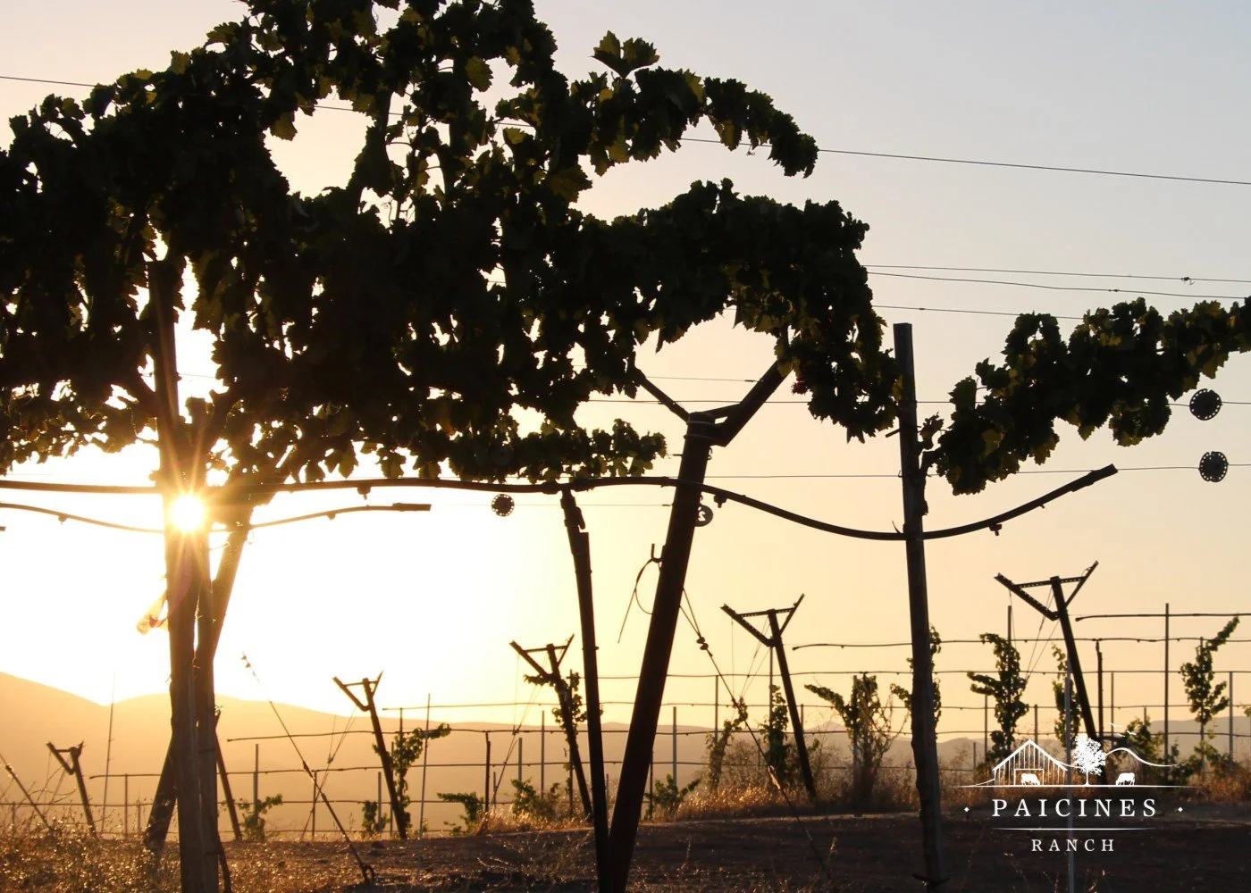 Paicines Ranch Wine Club — Paicines Ranch Store