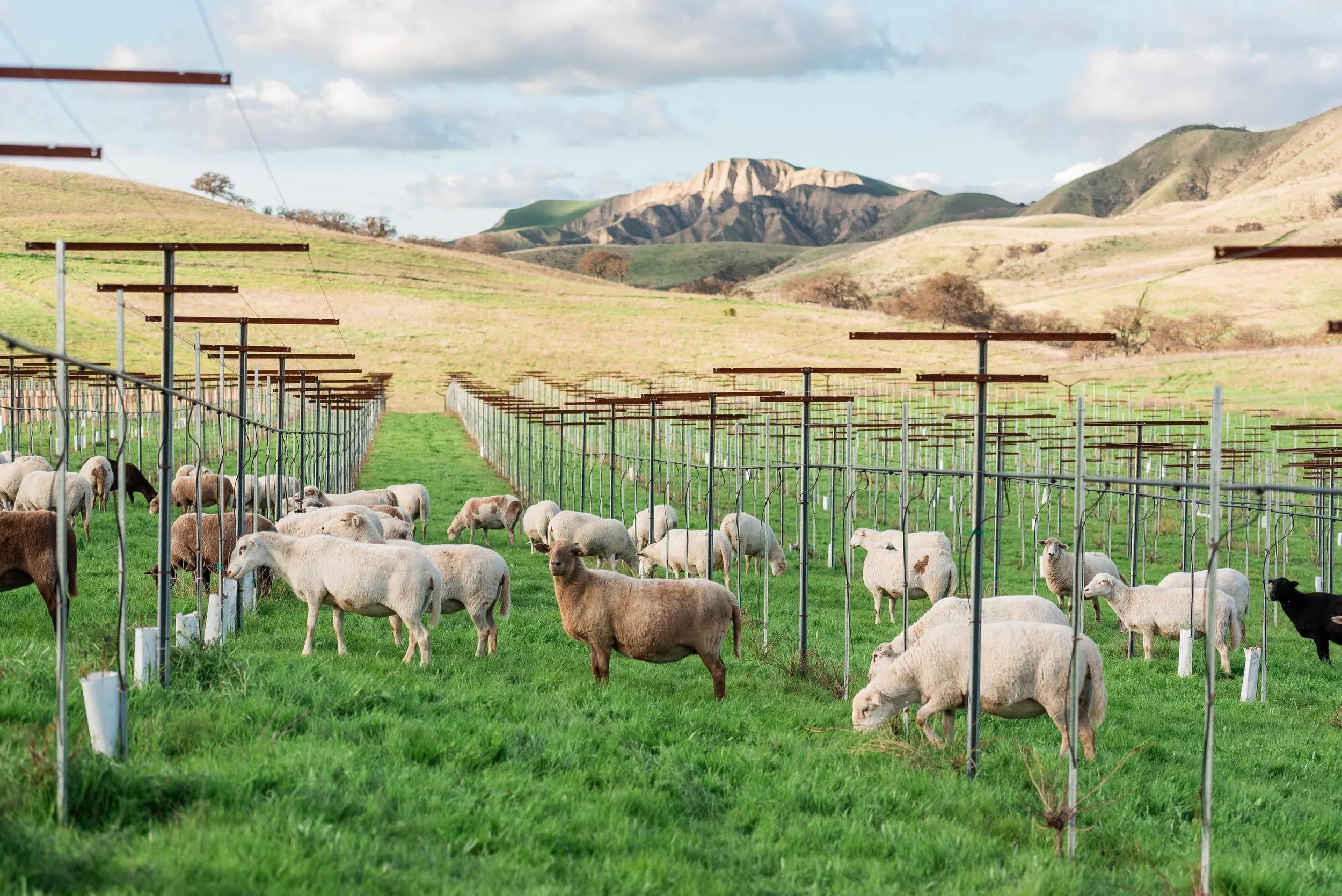Sheep in Vineyard-0057.jpg