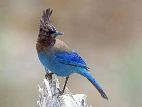 70582691-480px Stellar Jay.jpg