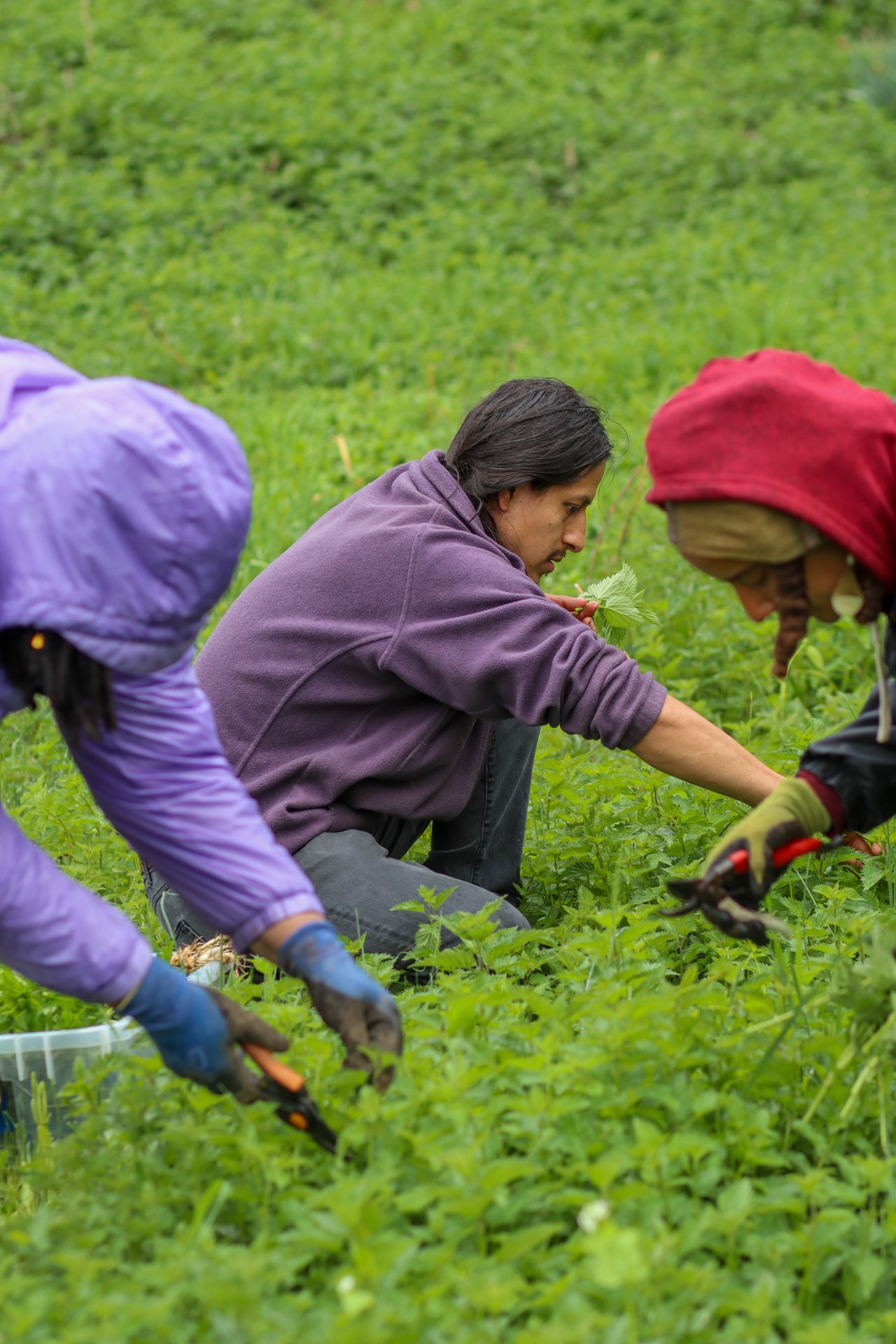 20250505_TFNettleHarvest_OHorta-26.jpg