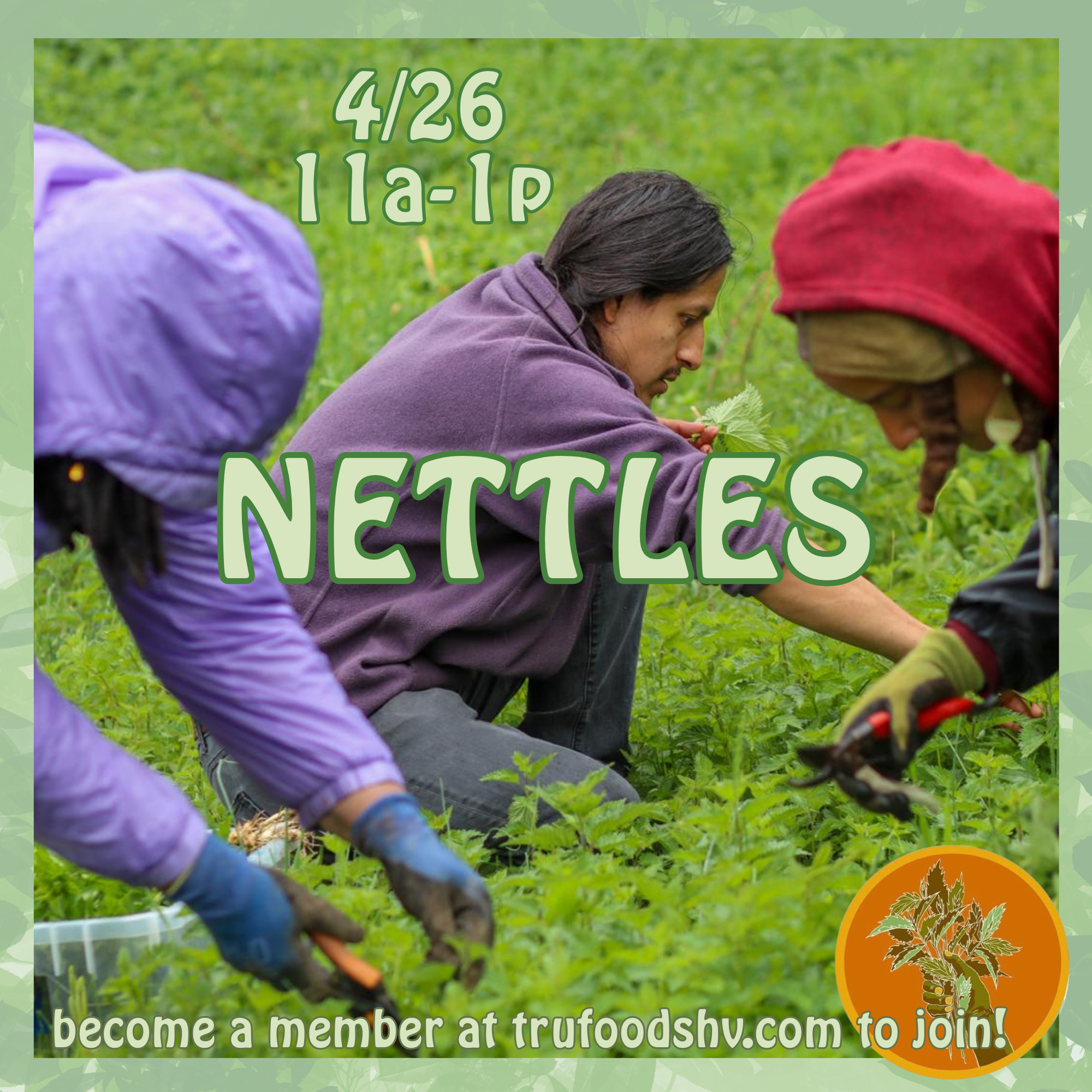 NETTLES - updated.png