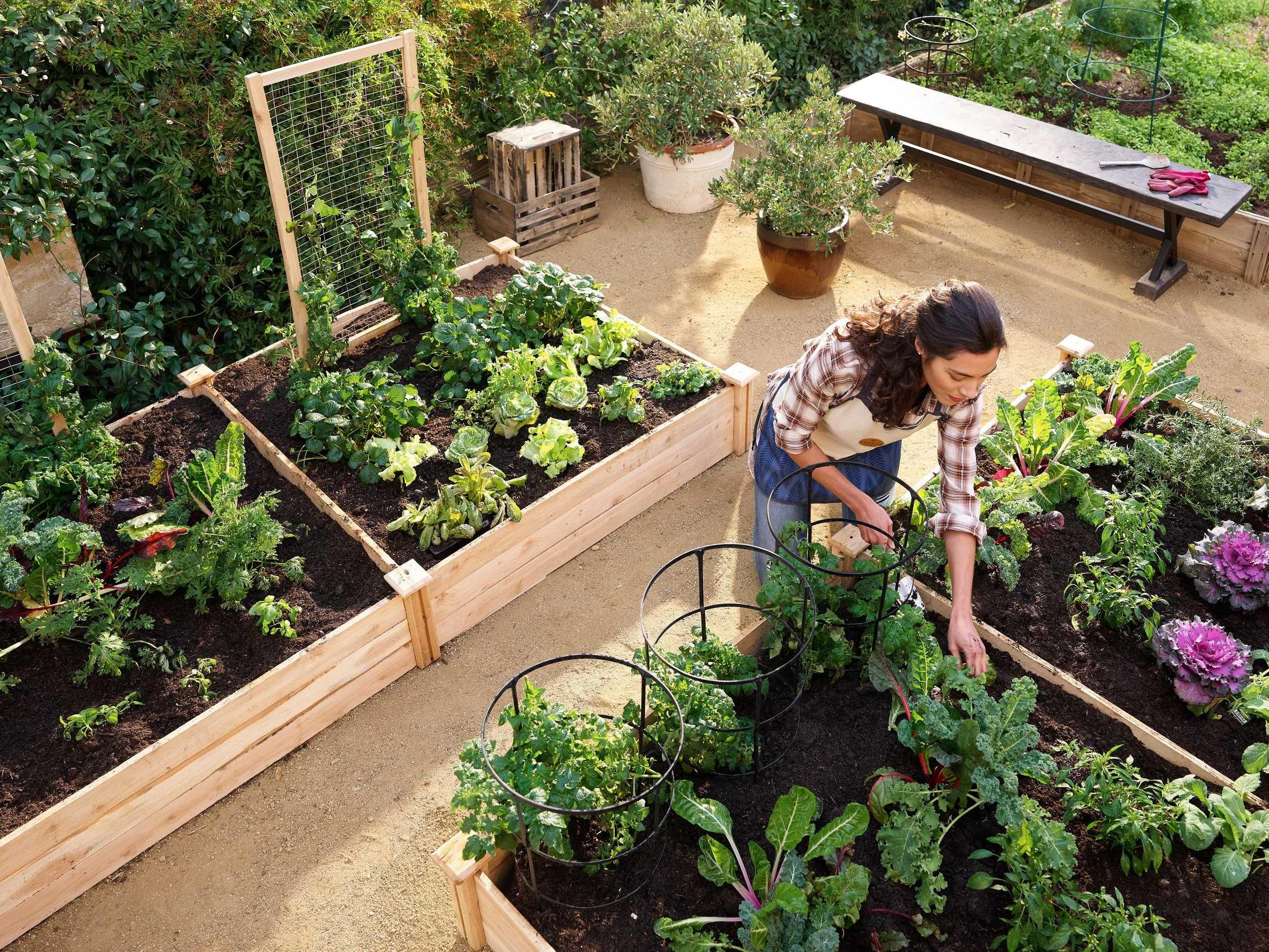 A woman tending to a vegetable garden with raised wooden beds filled with leafy greens and cabbage, surrounded by potted plants and gardening tools on a bench.