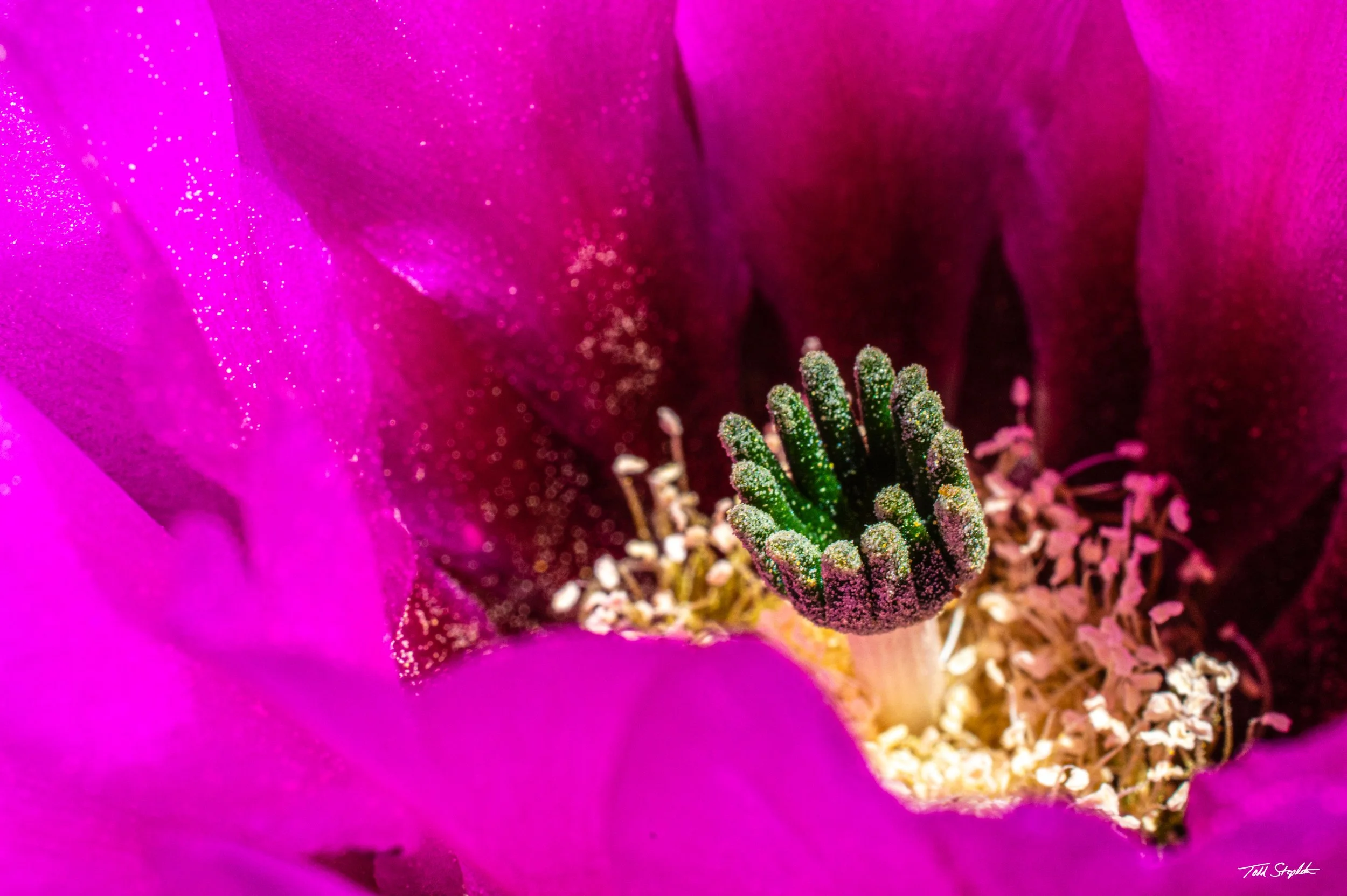 248 - JEWEL (50) - [Arizona 2015 - _DSC_1816].jpg