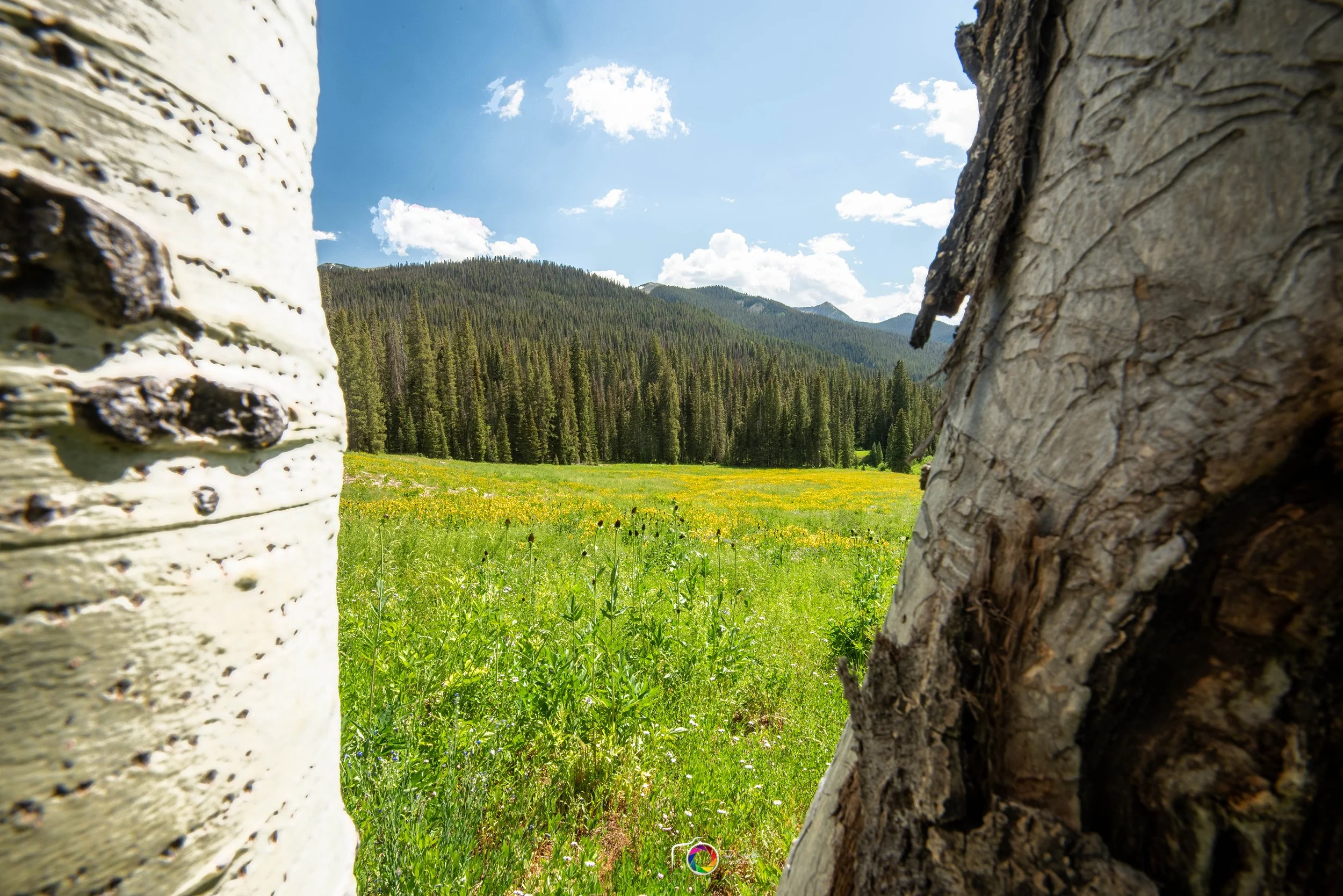 Aspen Window (2023)