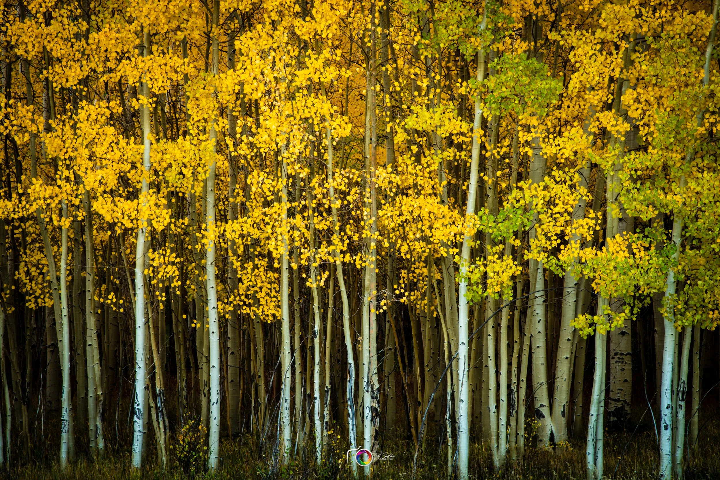 Aspen Glory (2023)