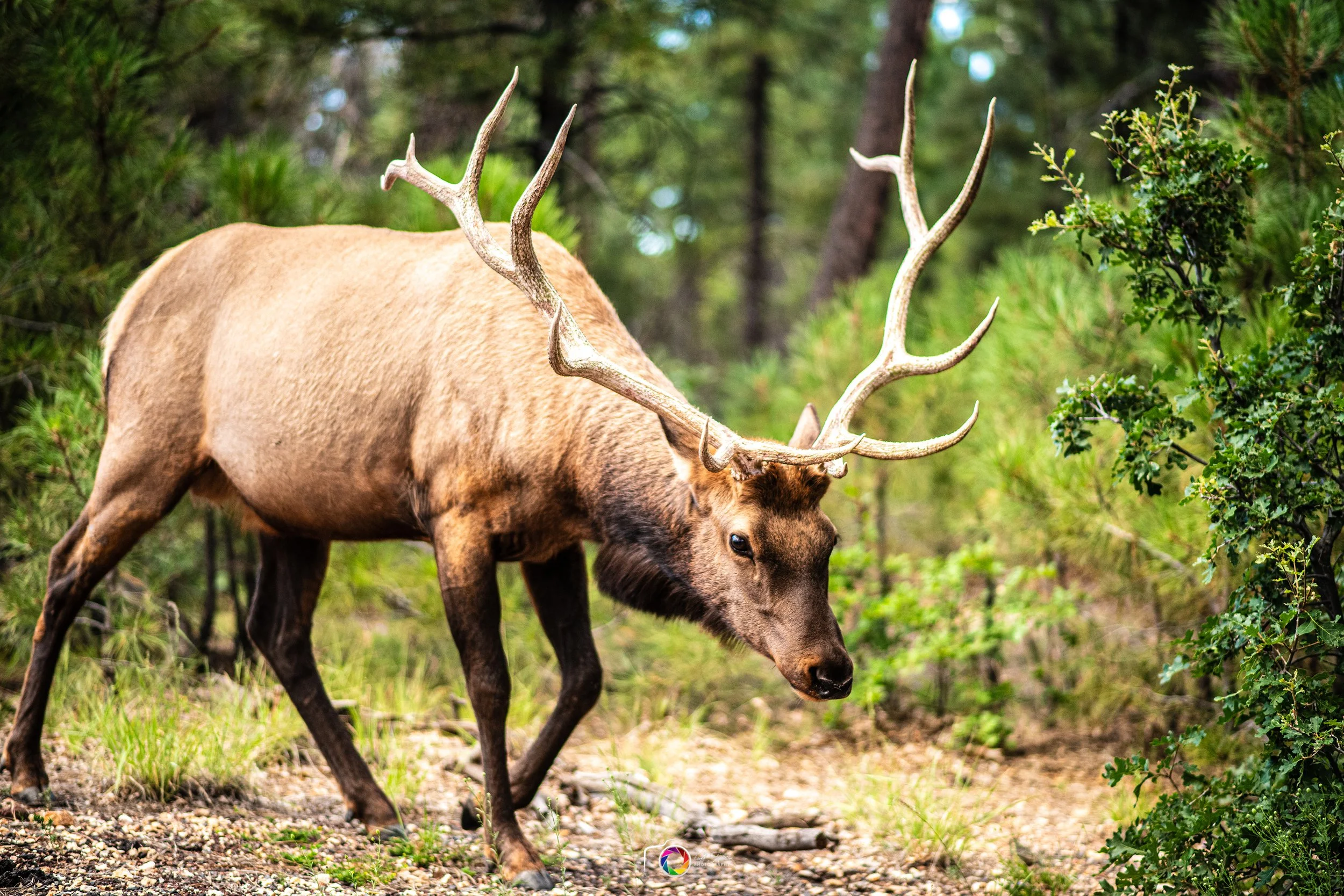 Canyon Elk (2017)