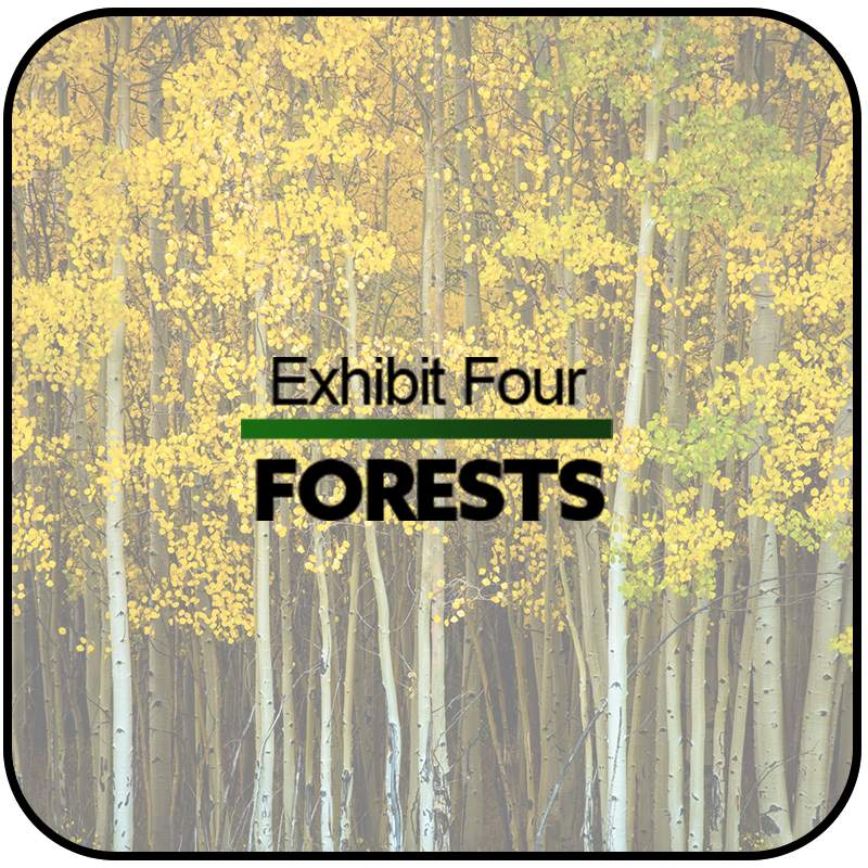03 FORESTS_rounded.png