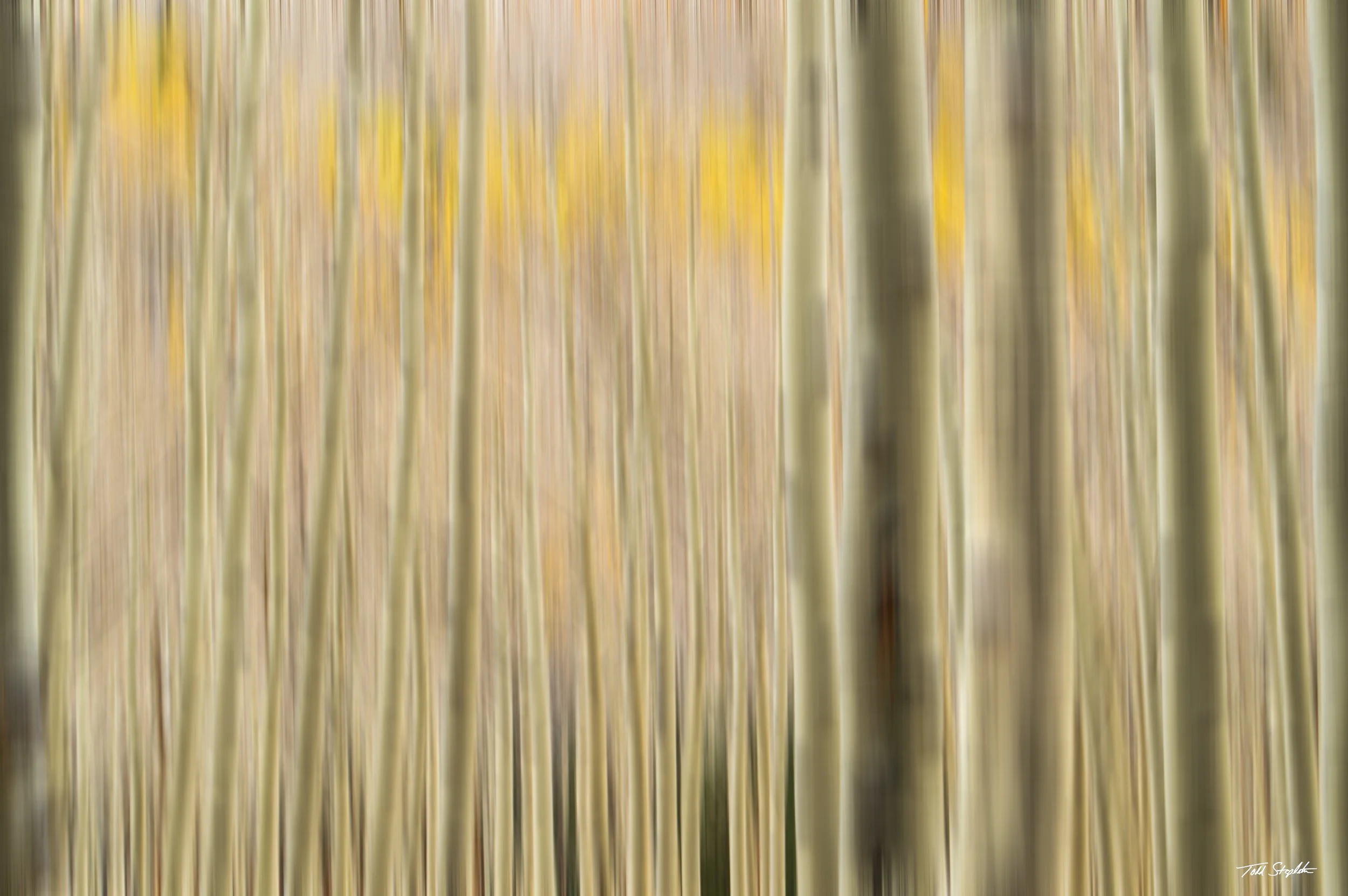 271 ASPENS [Arizona 2015-0232 BLUR].jpg