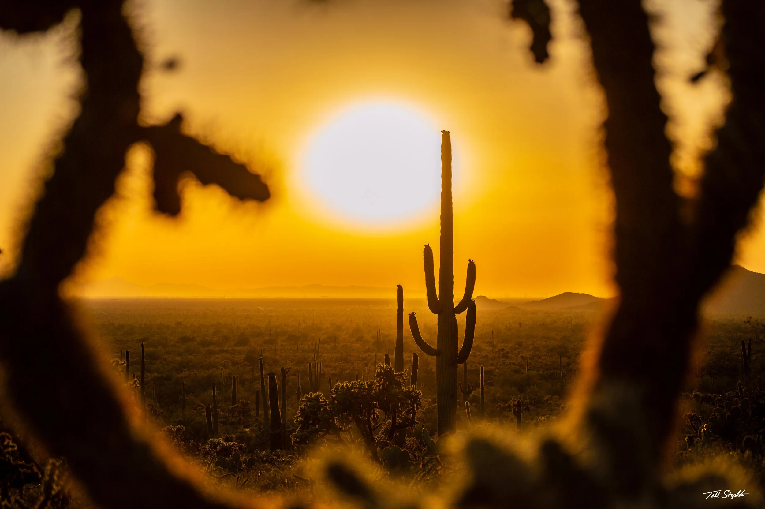 Valley of the Sun (2014)