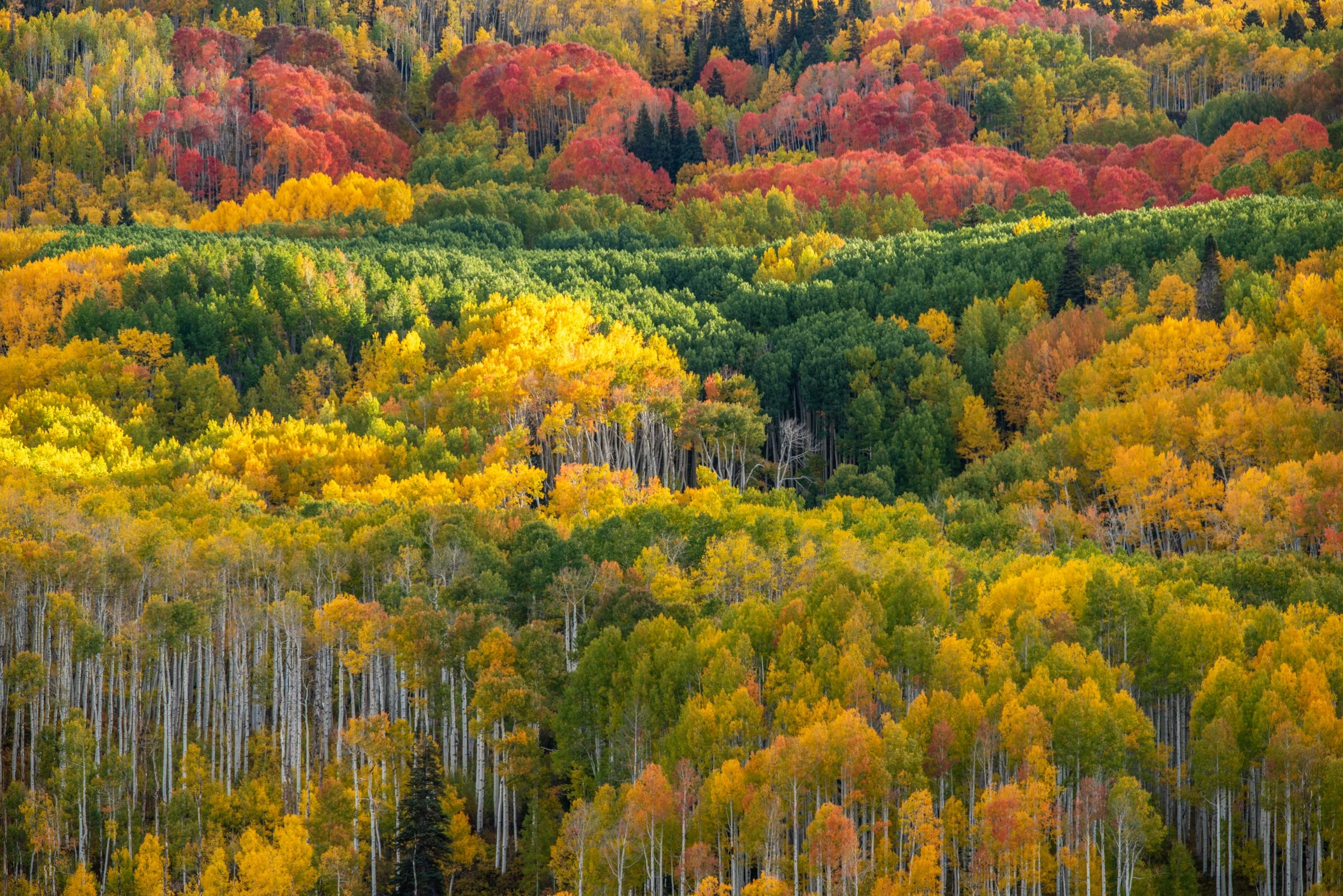04 - COLORFUL COLORADO-9349 (50).jpg
