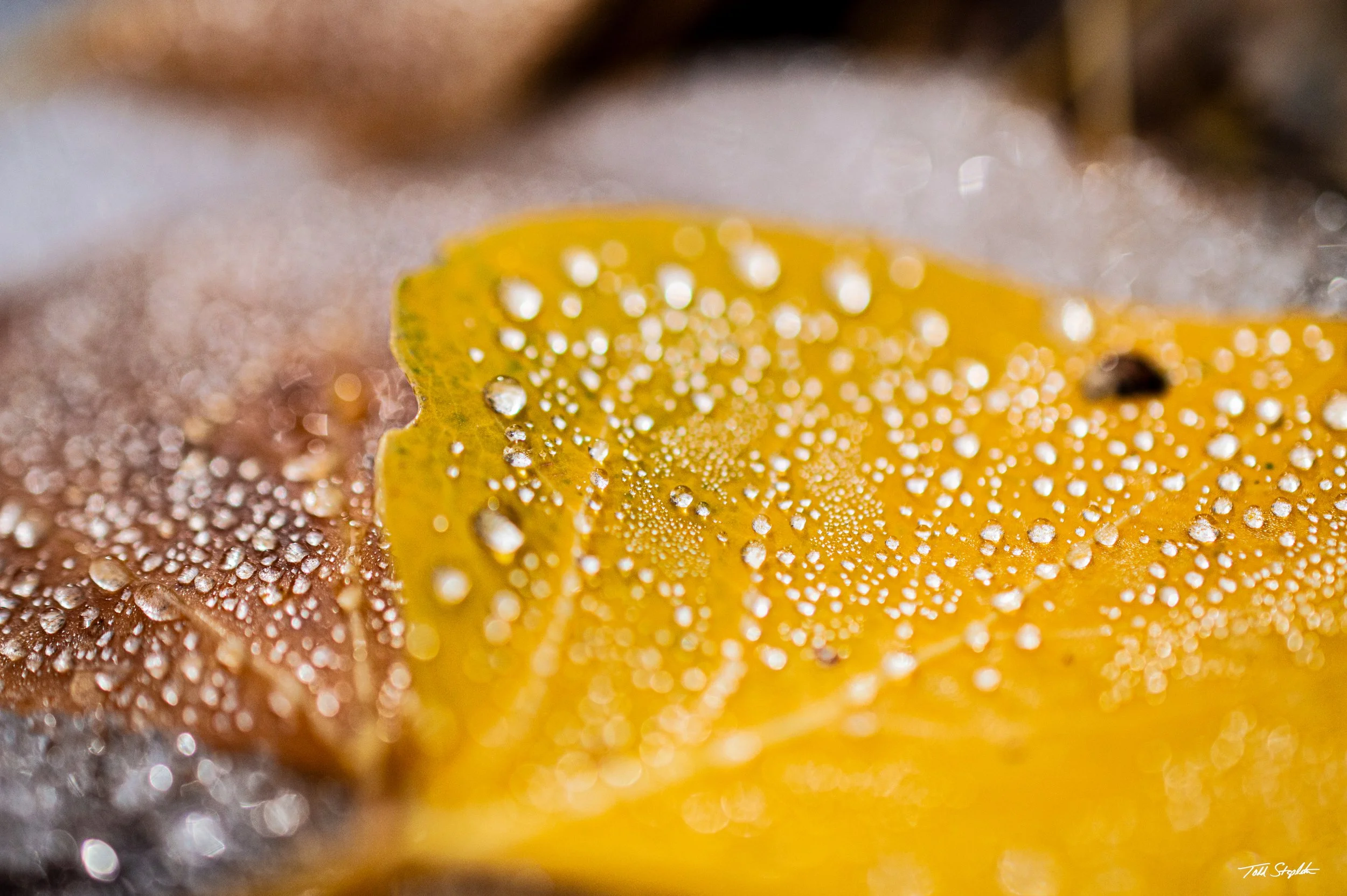 144 ASPEN LEAF IN SNOW [Arizona - 2015 - _DSC_0184].jpg
