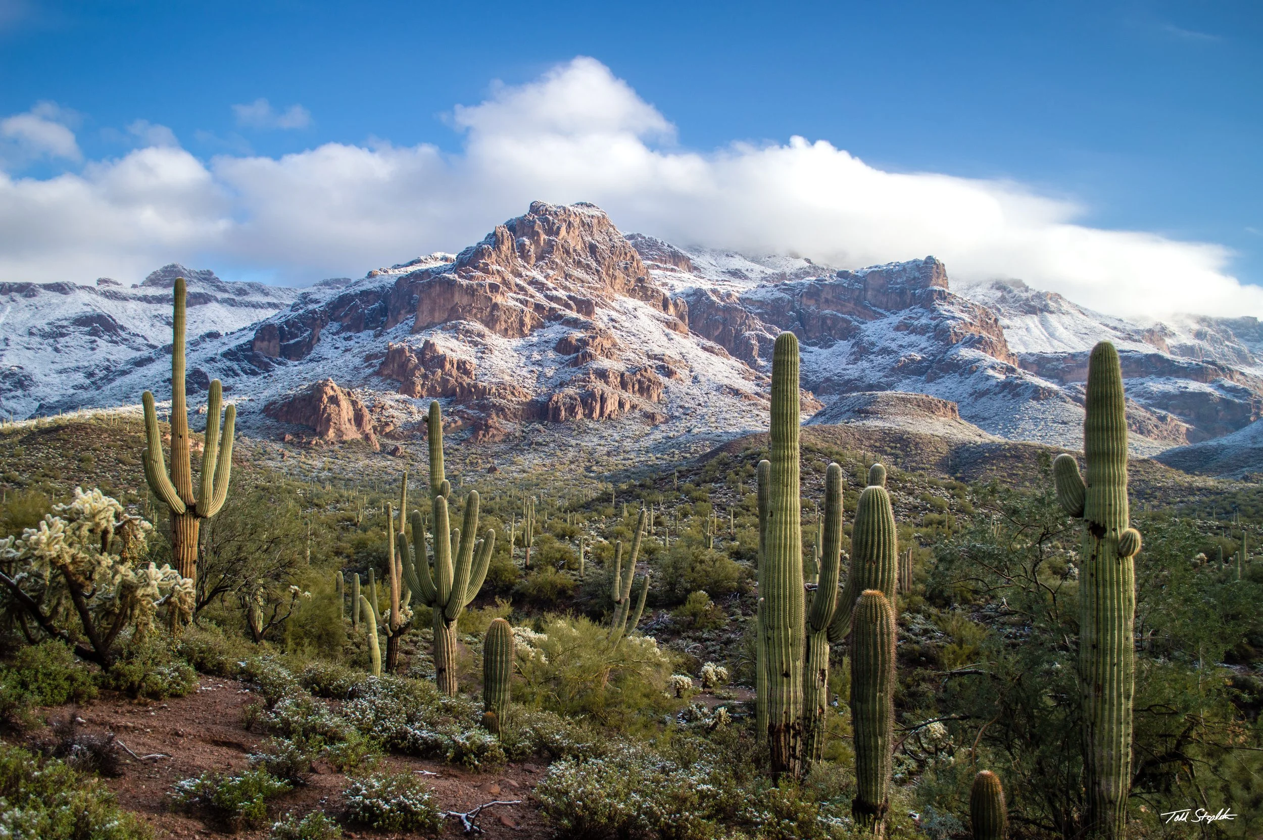 125 SONORAN SNOW [Arizona 2015-0028].jpg