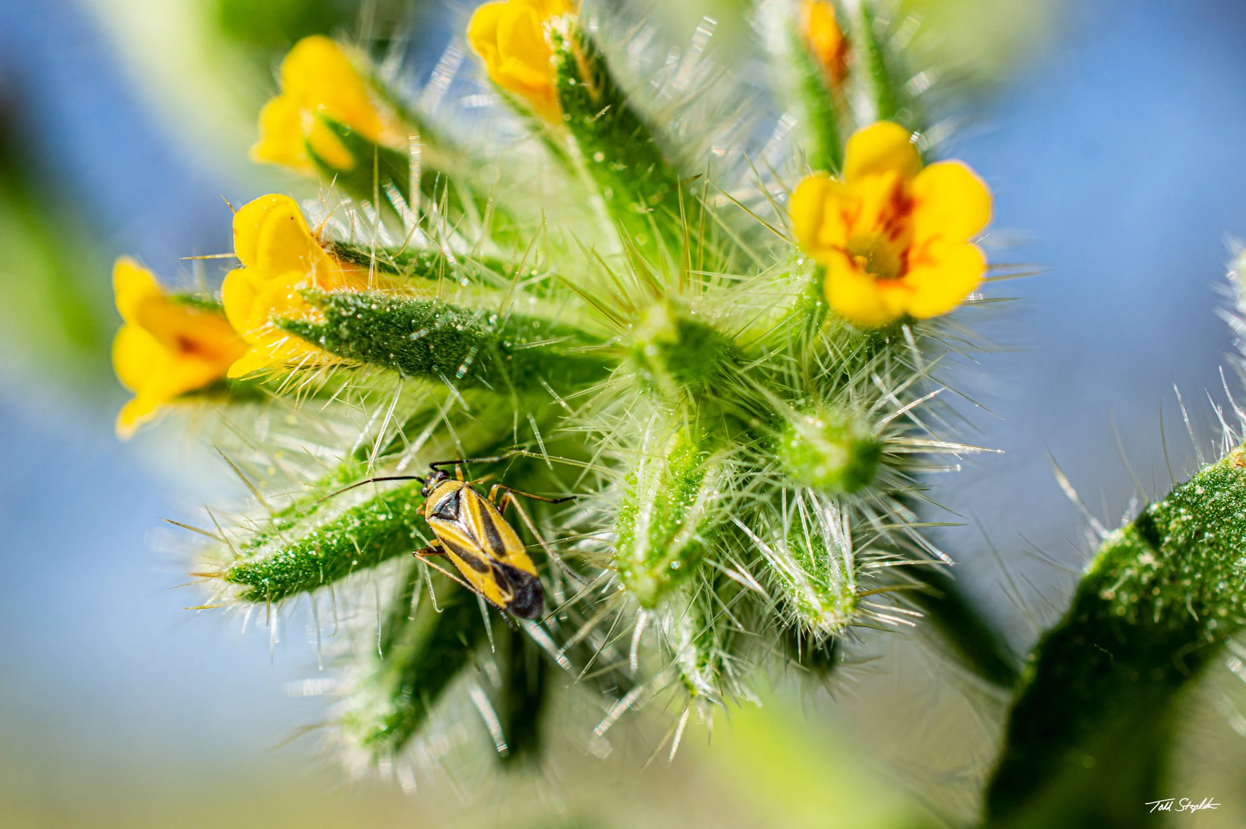 247 - THE VISITOR (100) - Arizona 2015 - 032215_DSC_1493].jpg