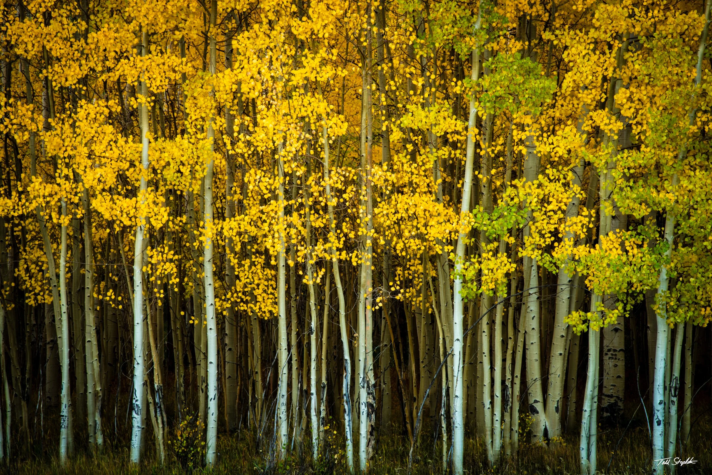 213 ASPEN GLORY [Colorado -2023 - 9918].jpg