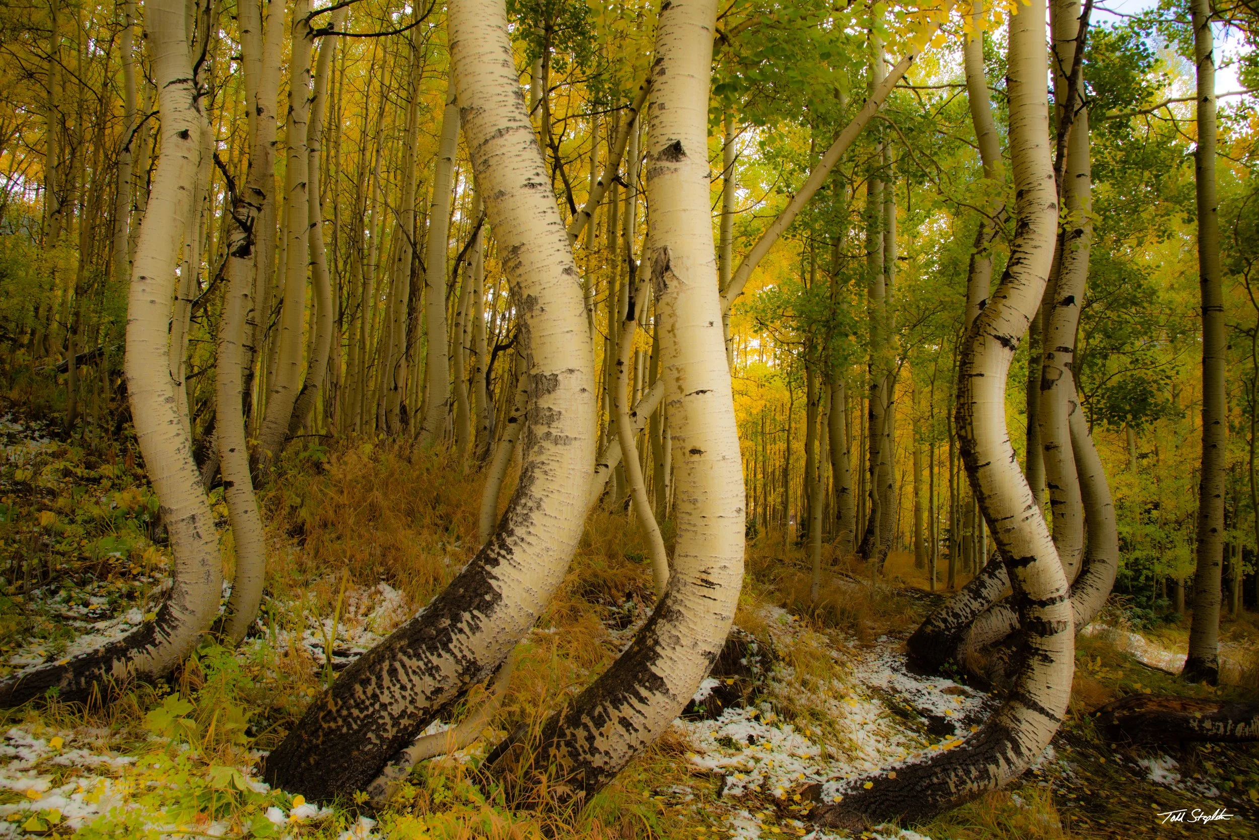222 AUTUMN DANCERS [Colorado -2023 - 9535].jpg