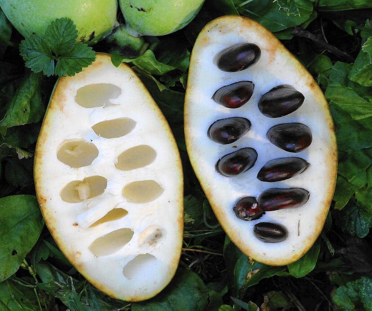 Featured Ingredient: Pawpaws