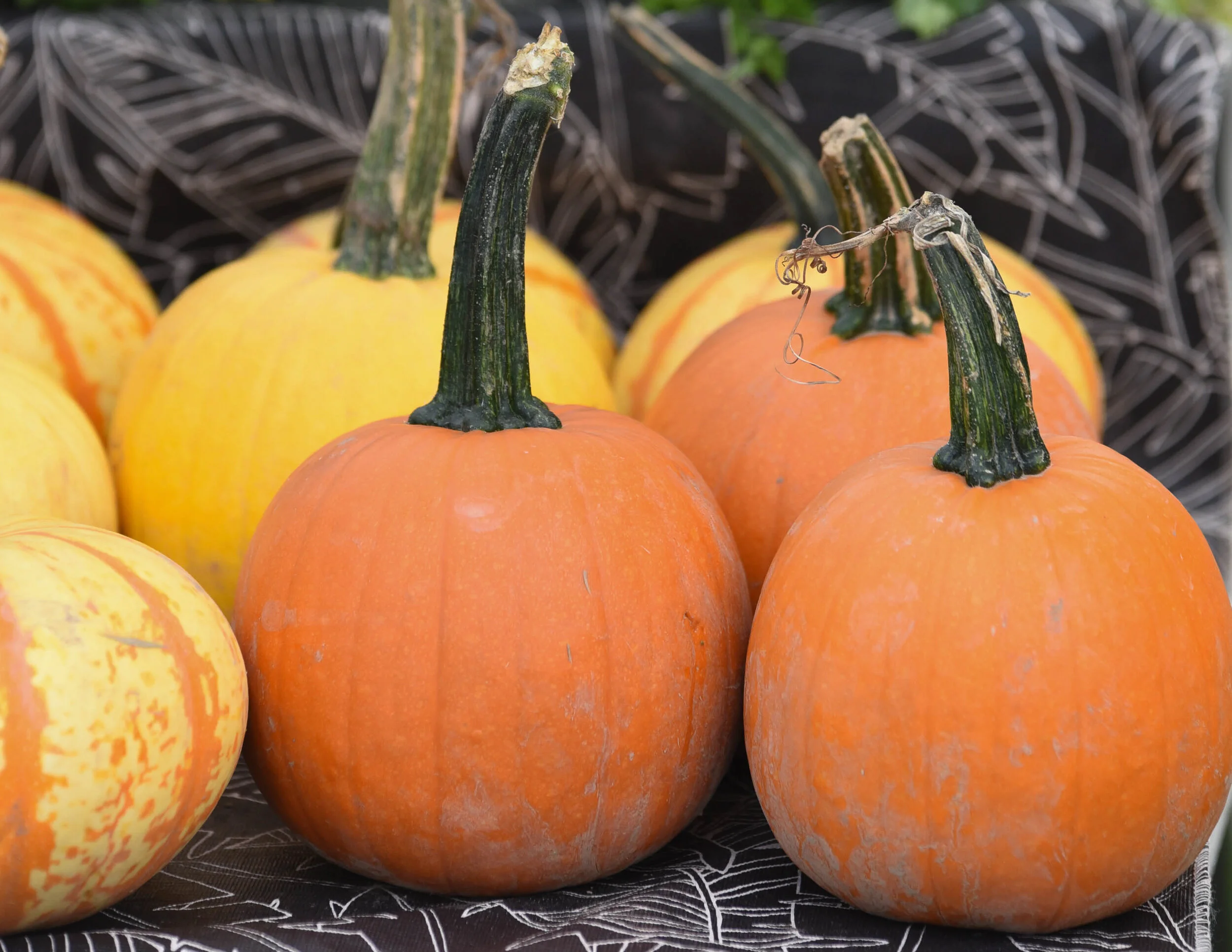 Featured Ingredient: Pumpkin