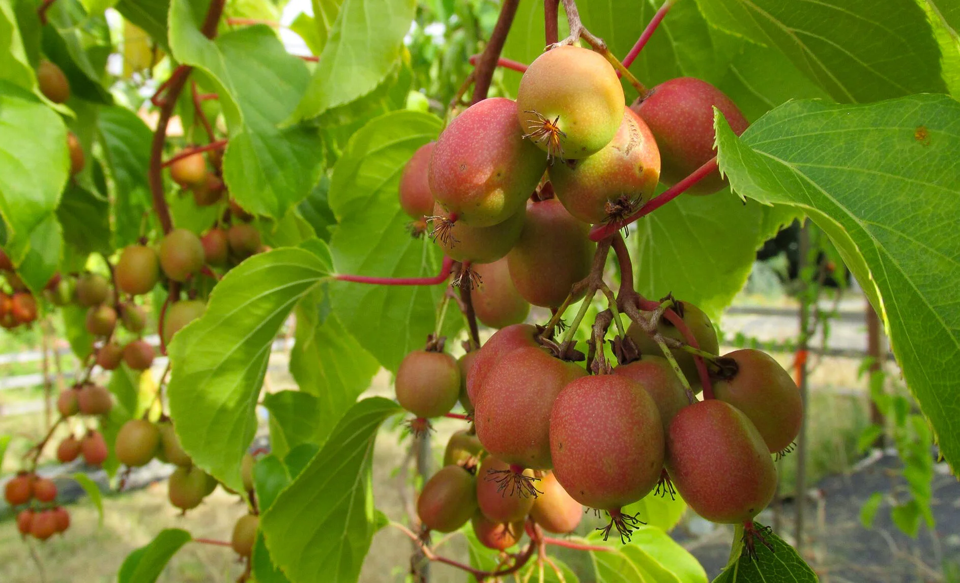 Featured Ingredient: Hardy Kiwi