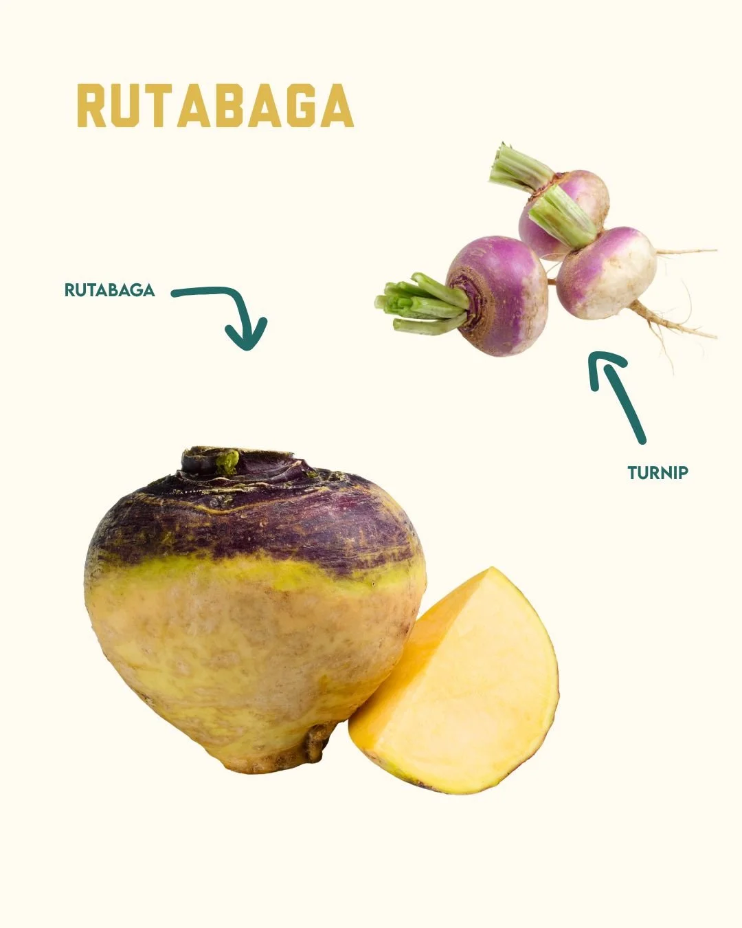 Winter Veggie Highlight: Rutabaga