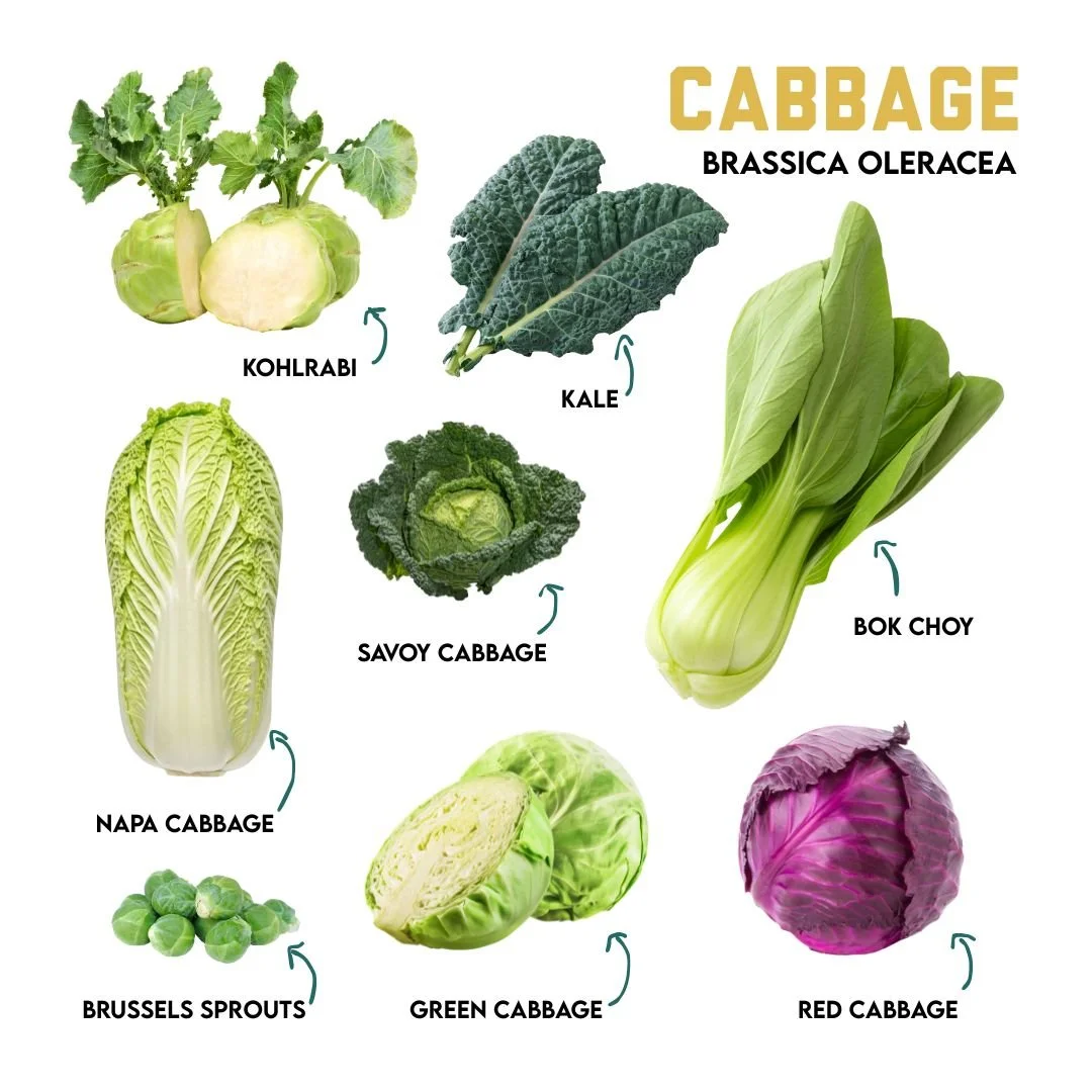 Winter Veggie Highlight : Cabbage