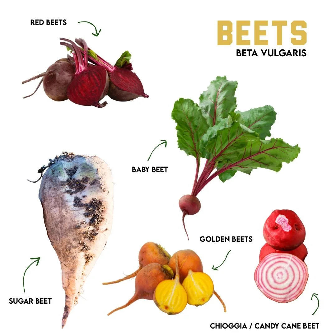 Winter Veggie Highlight: Beets
